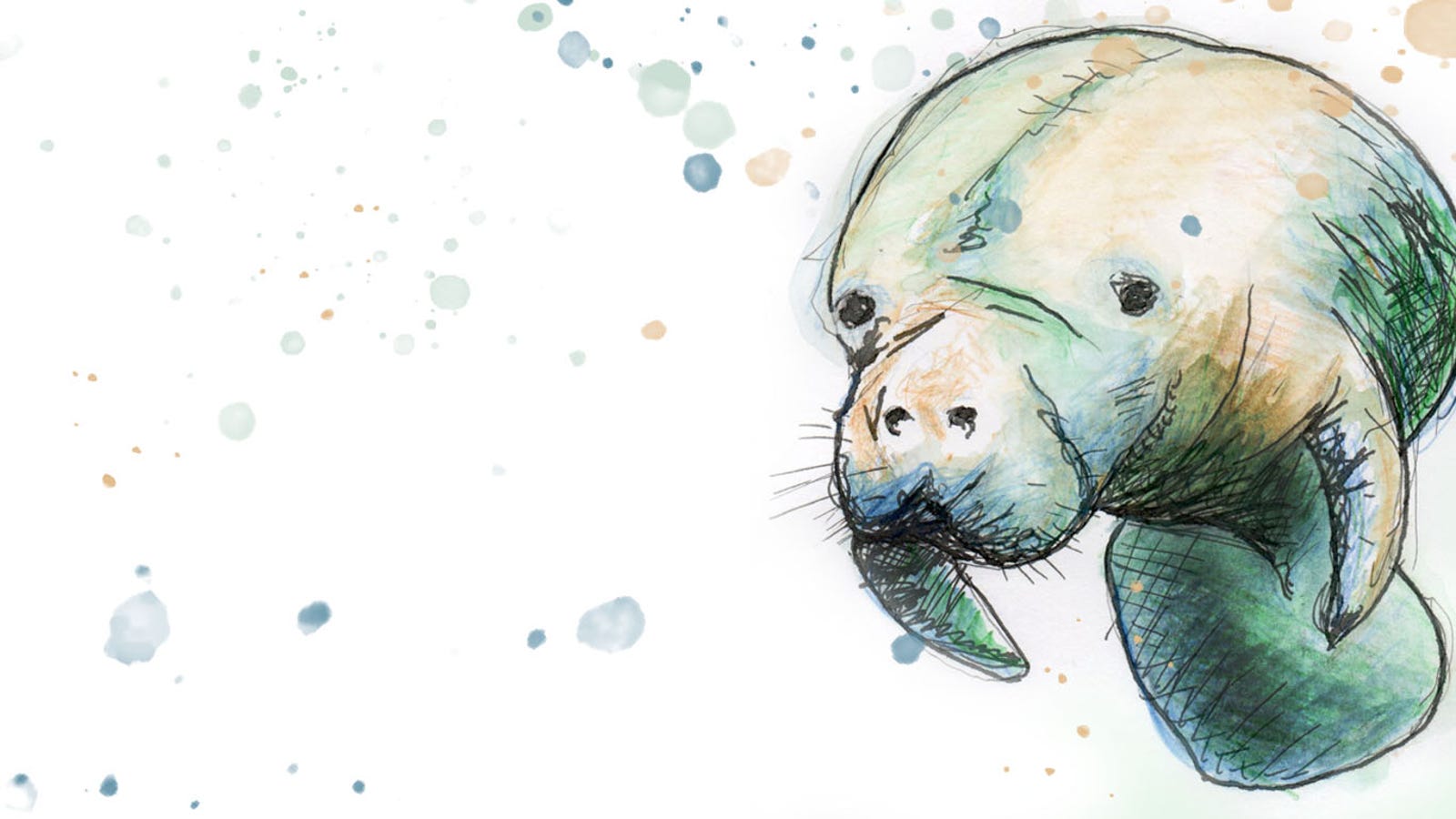 Florida manatees are starving, dying, overwhelming rescuers