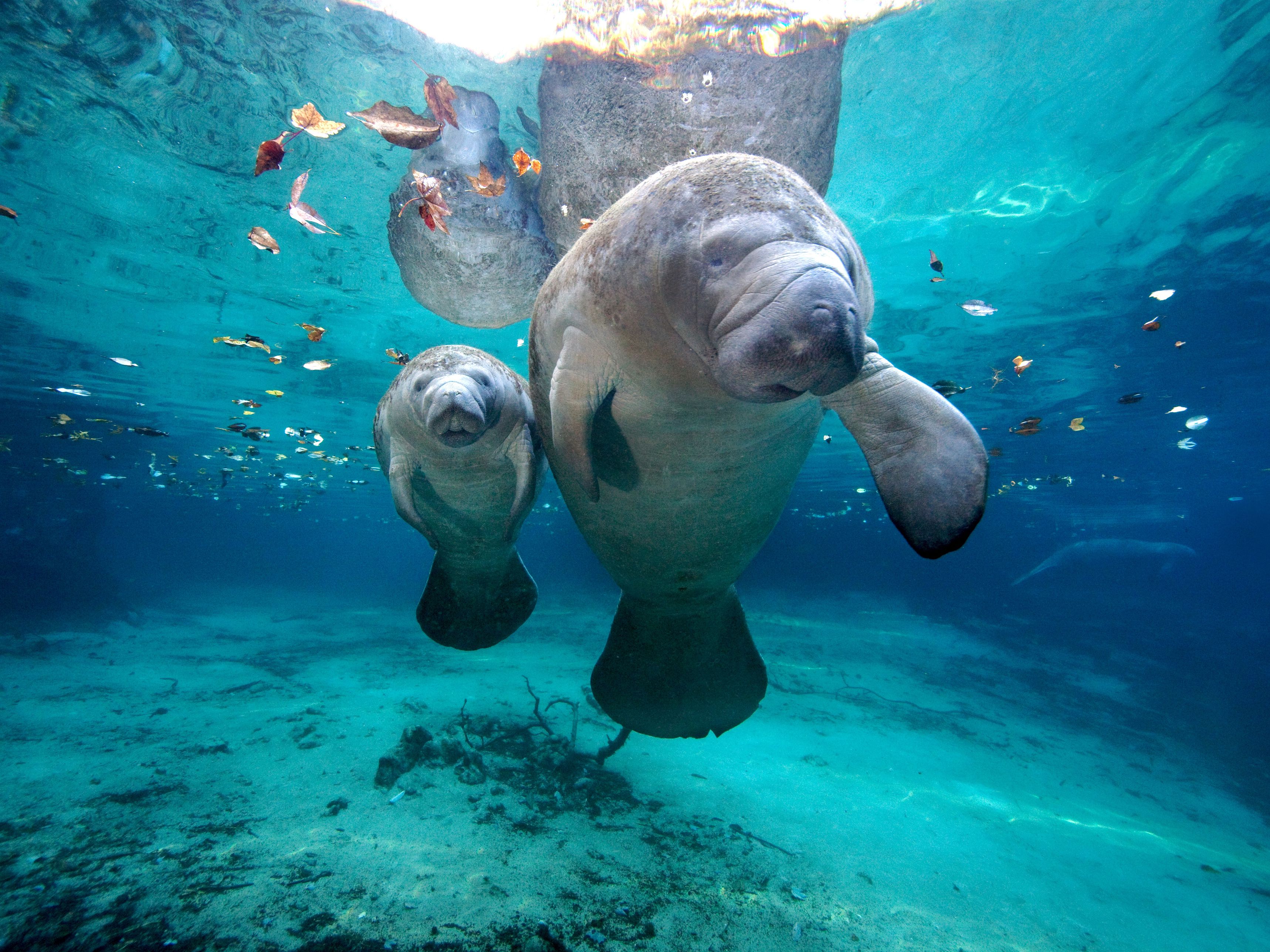 What Do Manatees Eat?