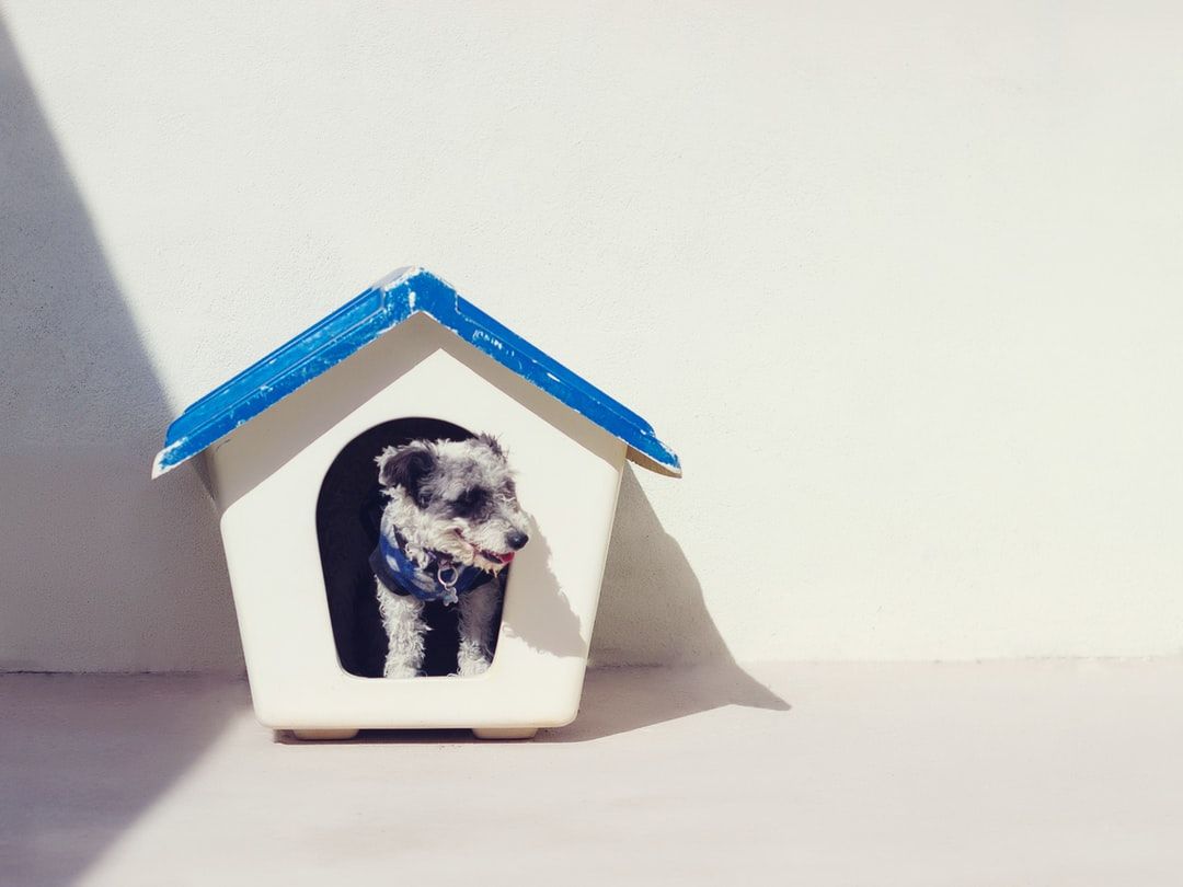 Dog House Wallpaper