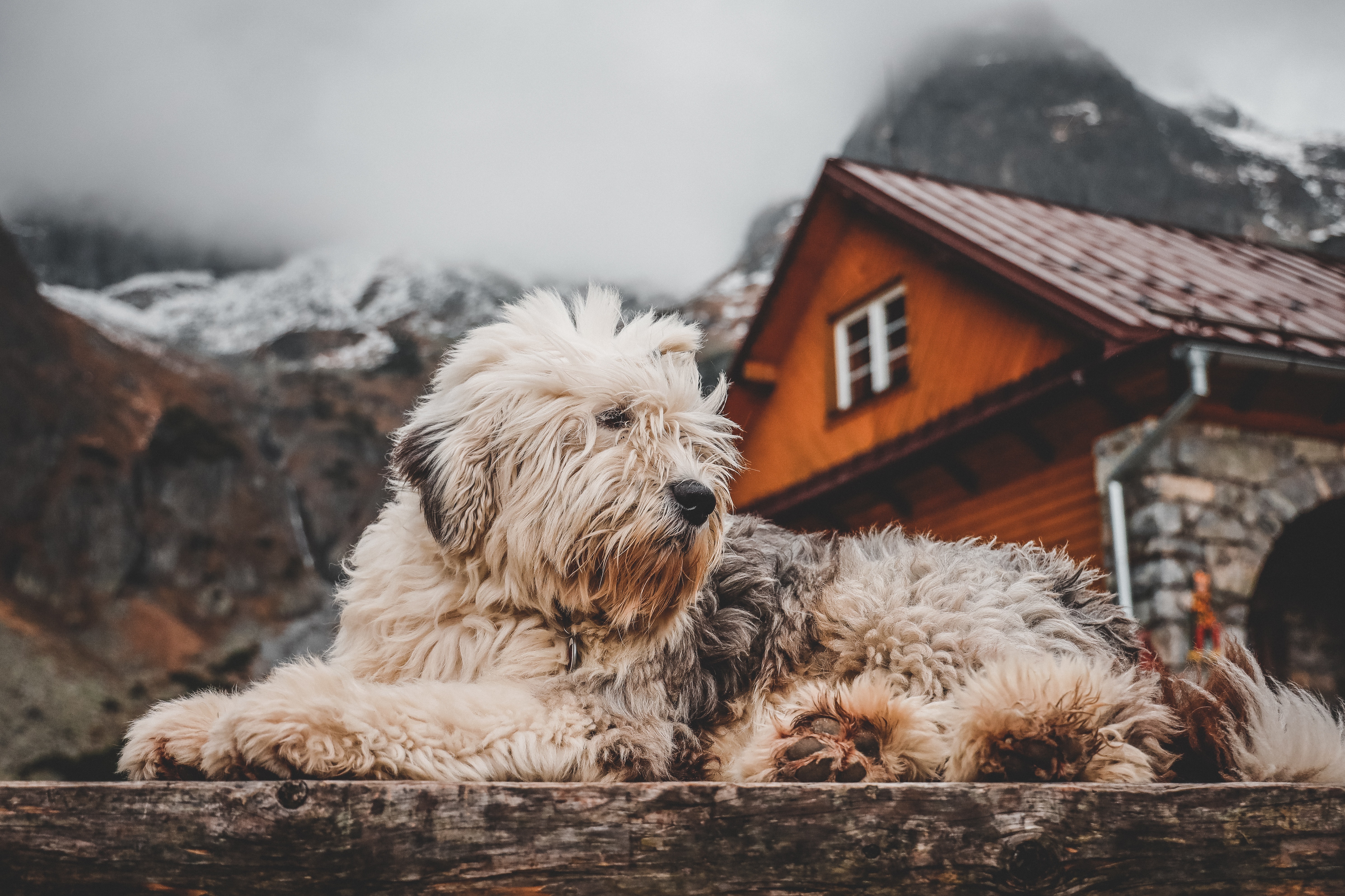 99,Best Free Dog House & Image · 100% Royalty Free HD Downloads