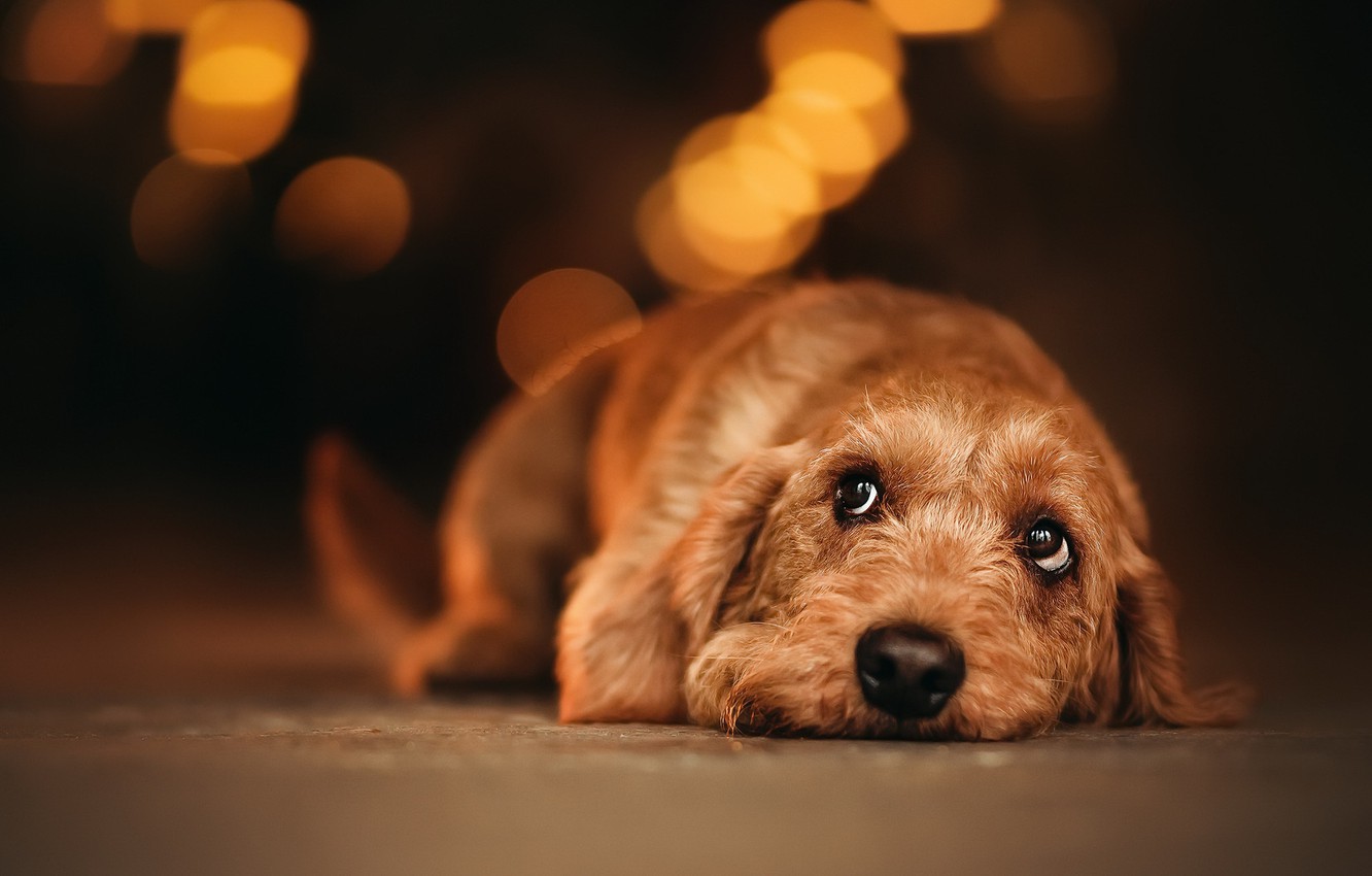 Wallpaper house, each, dog image for desktop, section собаки