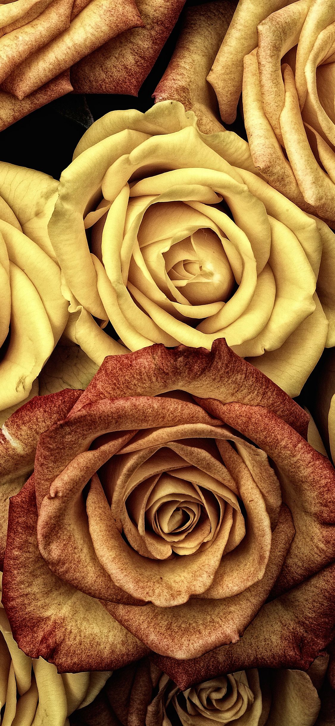 Beautiful Rose iPhone Wallpaper (HD Quality)