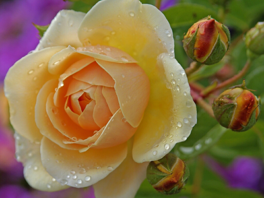 Most Beautiful Rose Flowers Wallpaper