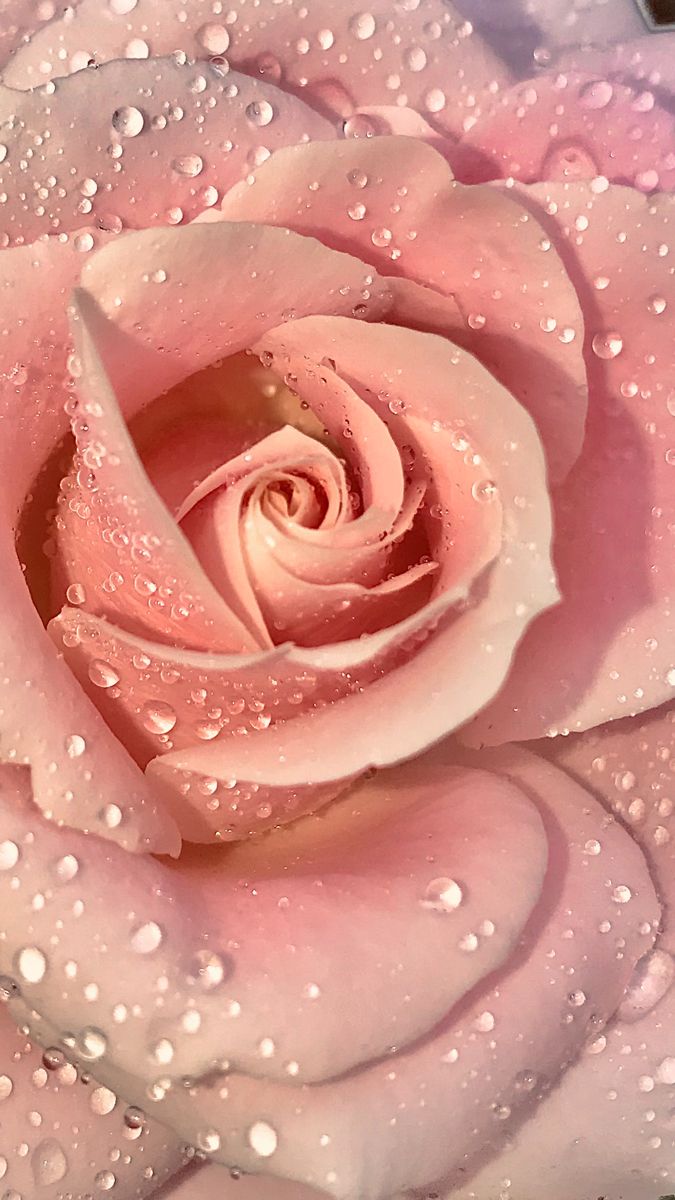 Pink rose. Rose flower wallpaper, Love pink wallpaper, Flowers photography wallpaper
