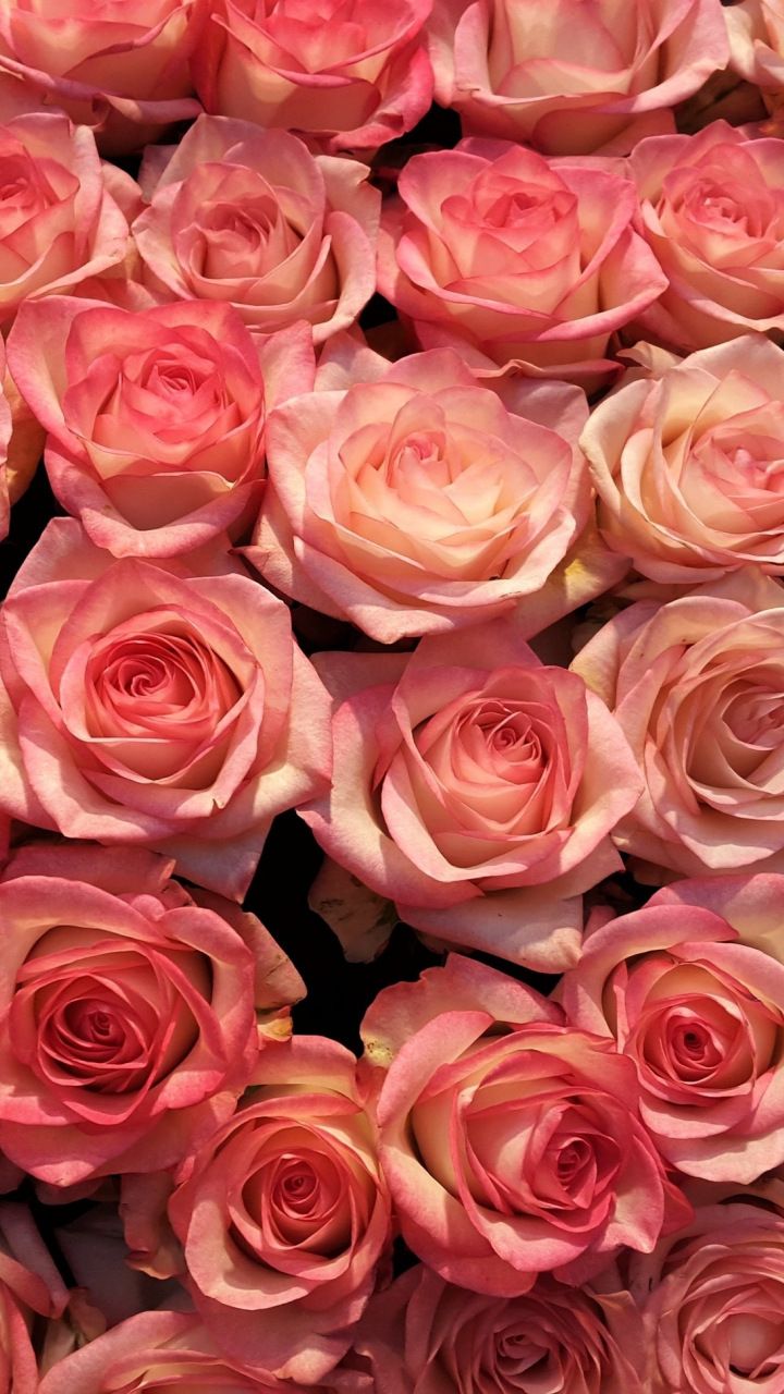 Pink roses, decorations, flowers, 720x1280 wallpaper. Flower background wallpaper, Rose flower wallpaper, Flower phone wallpaper