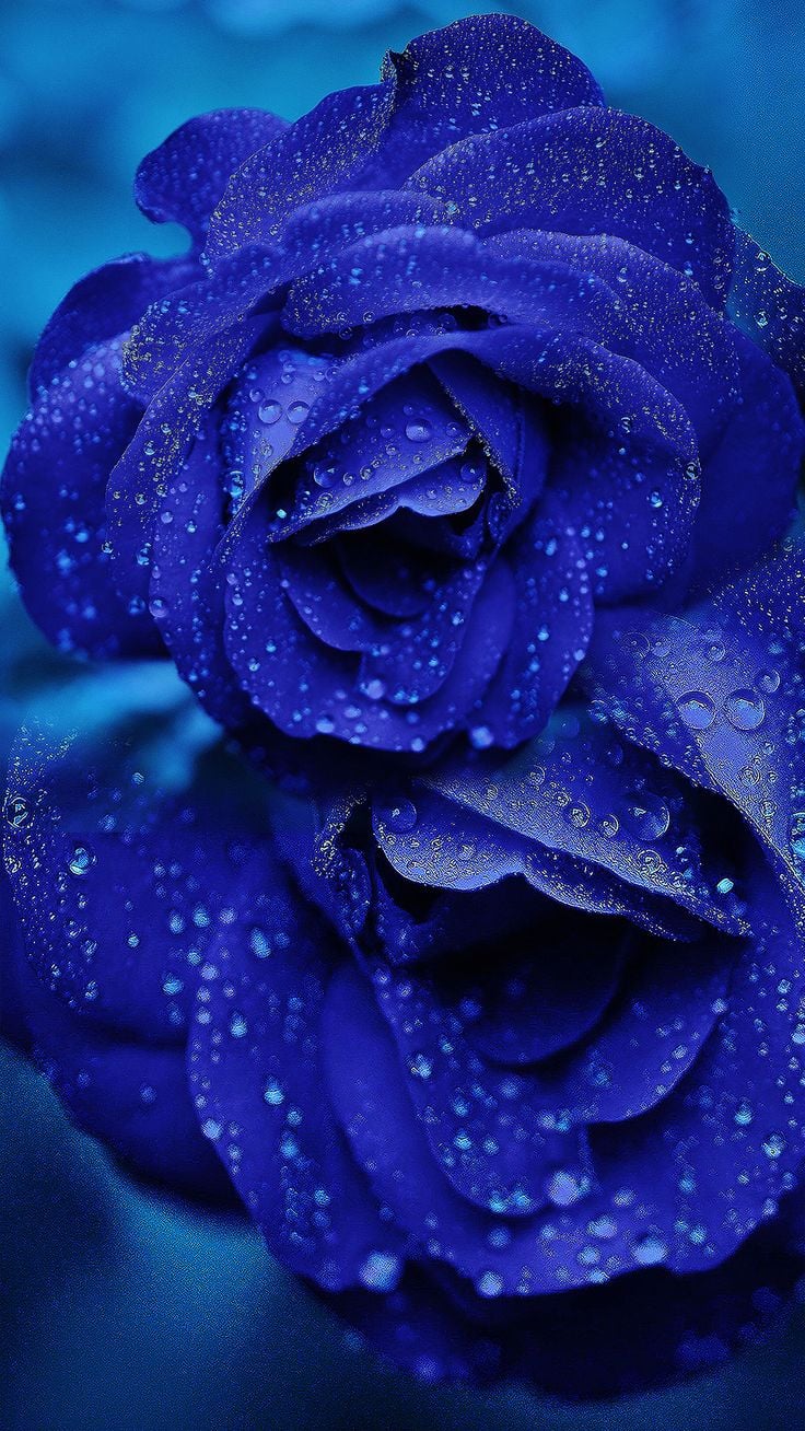 Lovely Blue Flowers Wallpapers - Wallpaper Cave