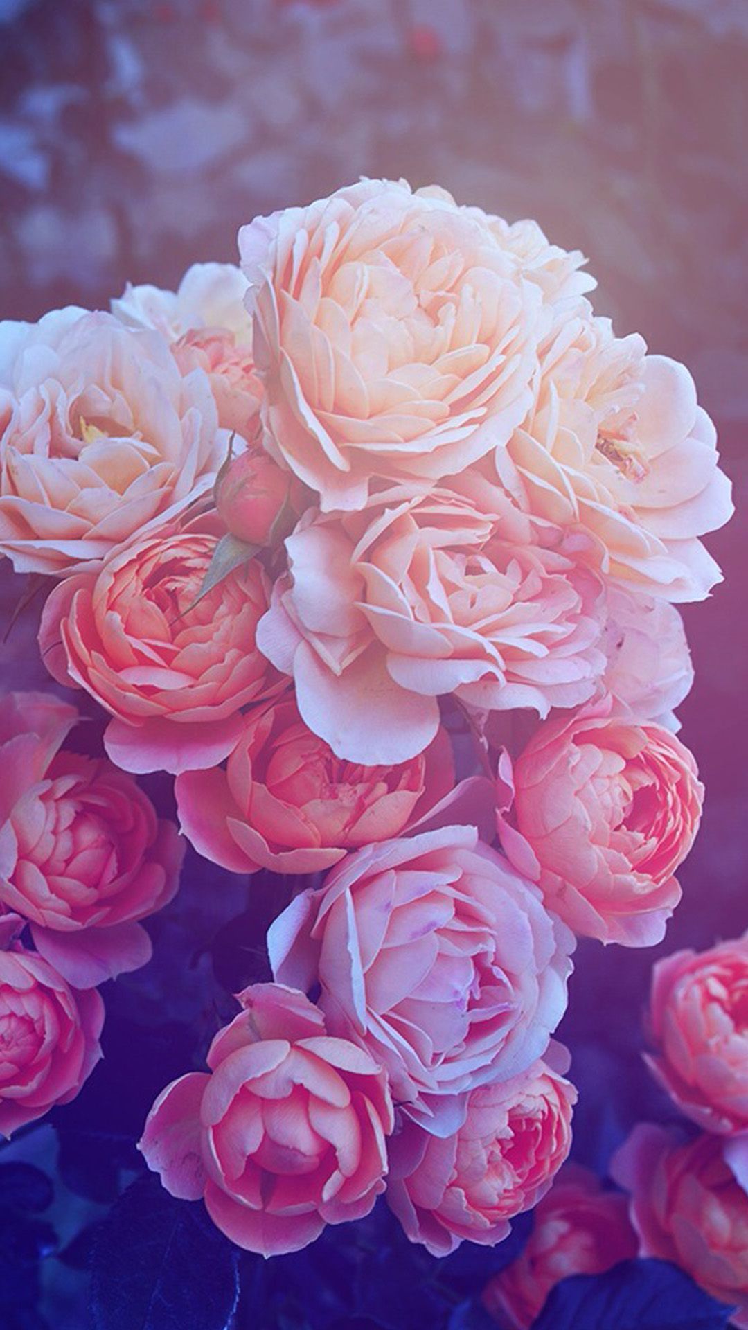 Cartoon Pink Flowers iPhone Wallpaper