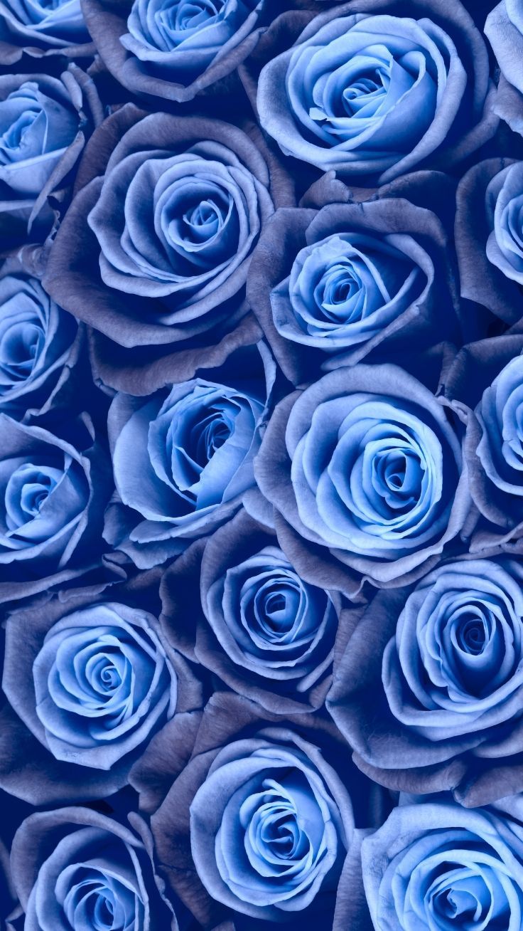 Gorgeous Floral iPhone Xs Wallpaper. Preppy Wallpaper. Blue flower wallpaper, Blue roses wallpaper, Vintage flowers wallpaper