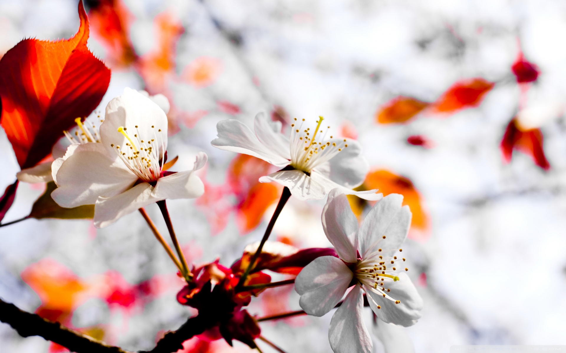 Spring Season Flowers Ultra HD Desktop Background Wallpaper for 4K UHD TV, Multi Display, Dual Monitor, Tablet