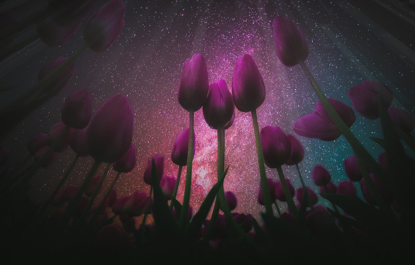 Wallpaper field, the sky, stars, light, night, the dark background, rendering, spring, The milky way, tulips, buds, flowerbed, view, a lot, lilac, starry sky image for desktop, section рендеринг