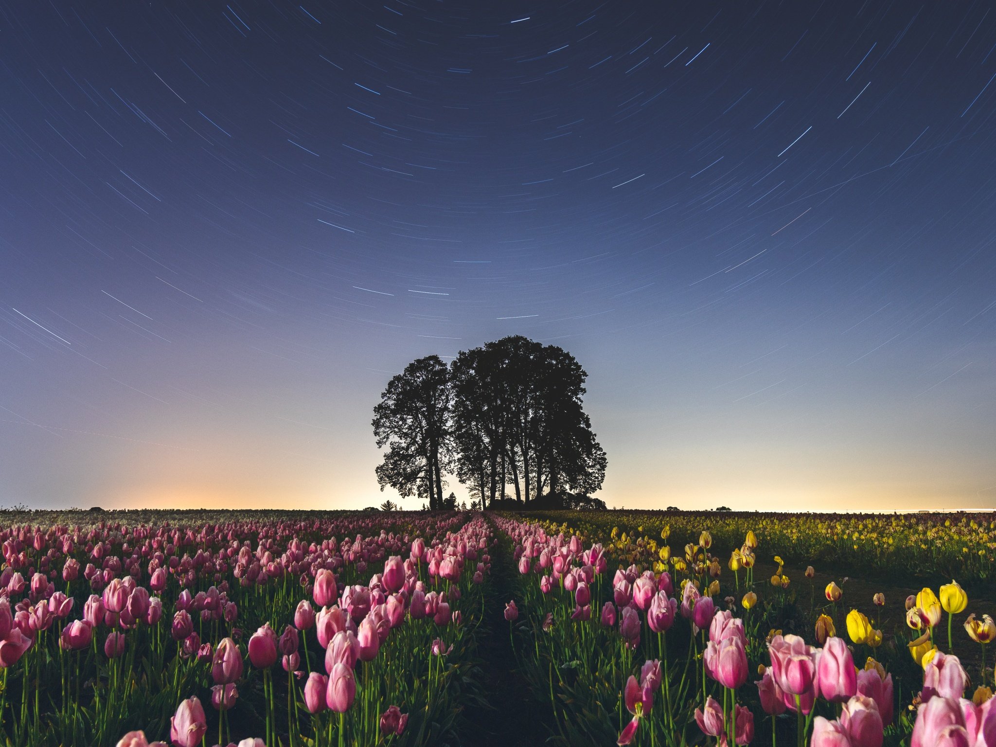 Tulip Field Wallpaper 4K, Star Trails, Pink flowers, Night sky, Flowers