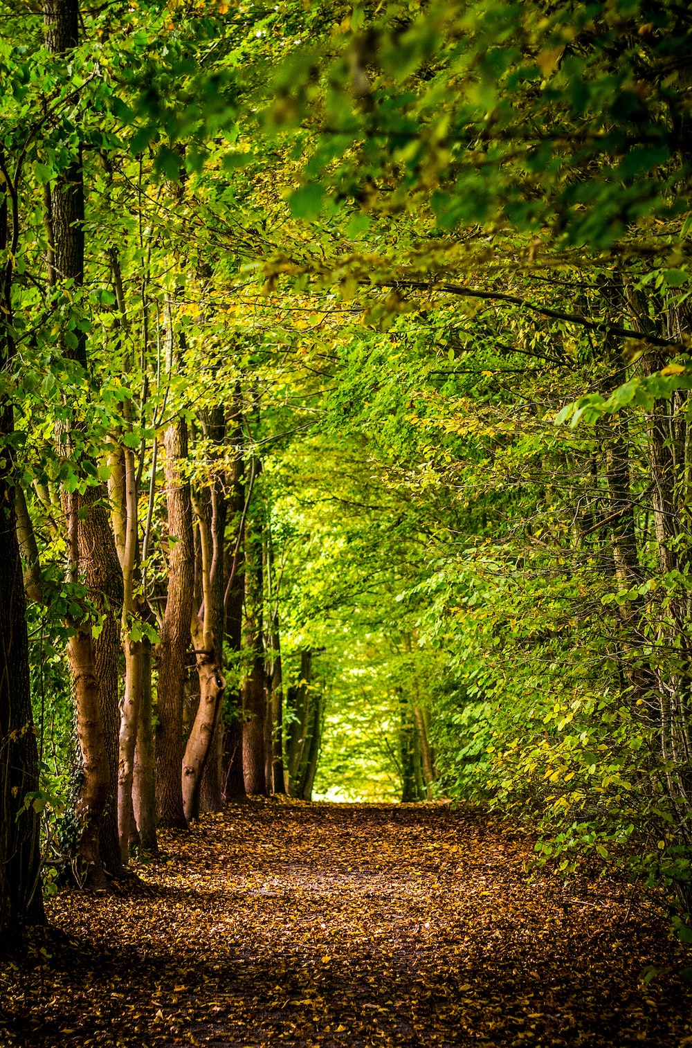 Summer Forest Picture. Download Free Image