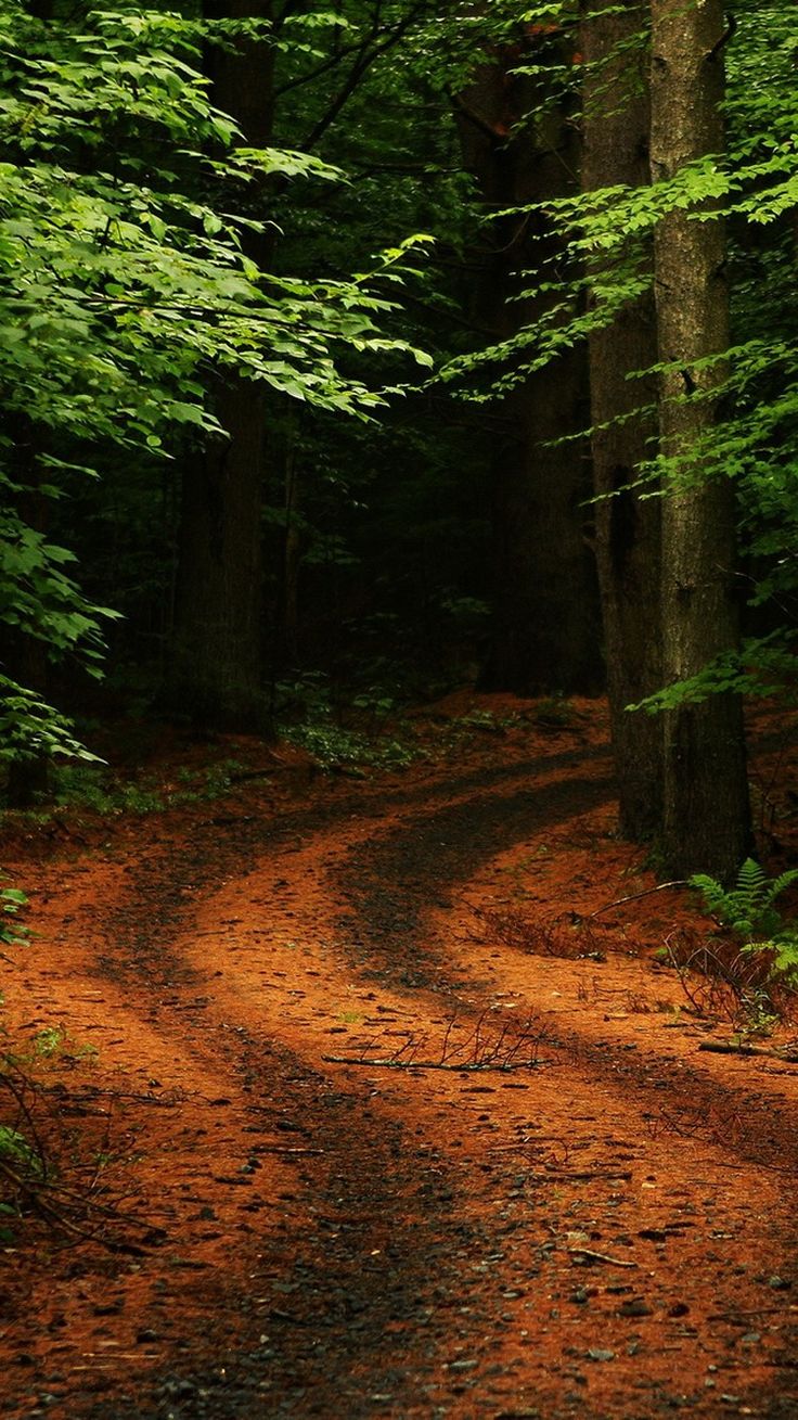 Dark Forest Road 4K HD Android and iPhone Wallpaper Background and Lockscreen. Nature iphone wallpaper, Wallpaper iphone summer, Forest path