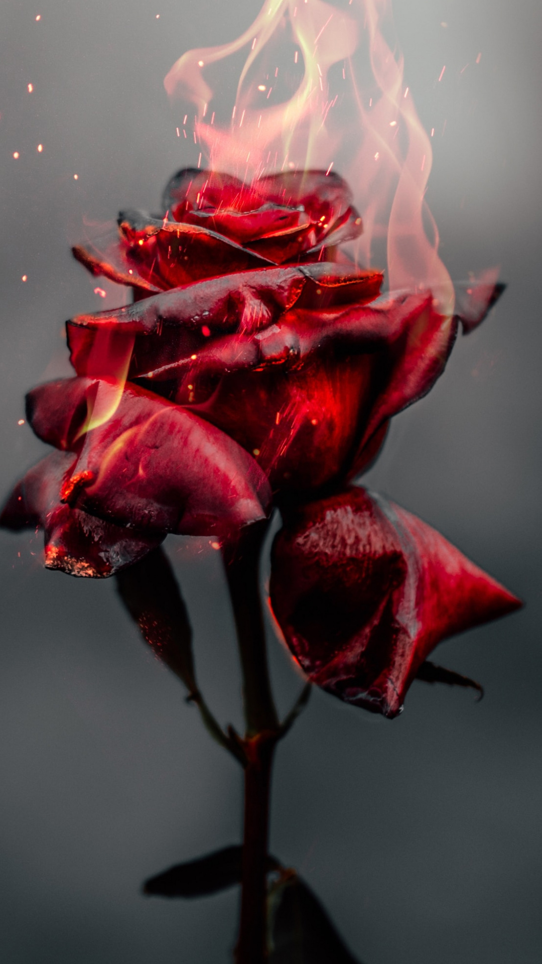 Download Burning Rose, fire, red flower wallpaper, 1080x Samsung Galaxy S S Note, Sony Xperia Z, Z Z Z HTC One, Lenovo Vibe, Google Pixel OnePlus Honor Xiaomi Redmi