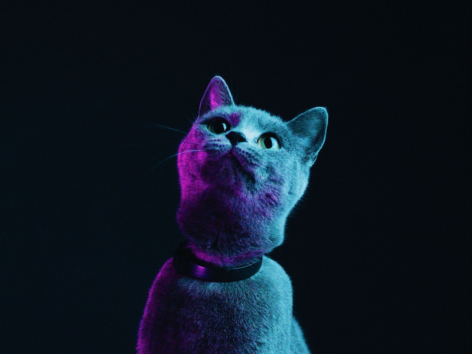 Cat Neon Wallpapers - Wallpaper Cave