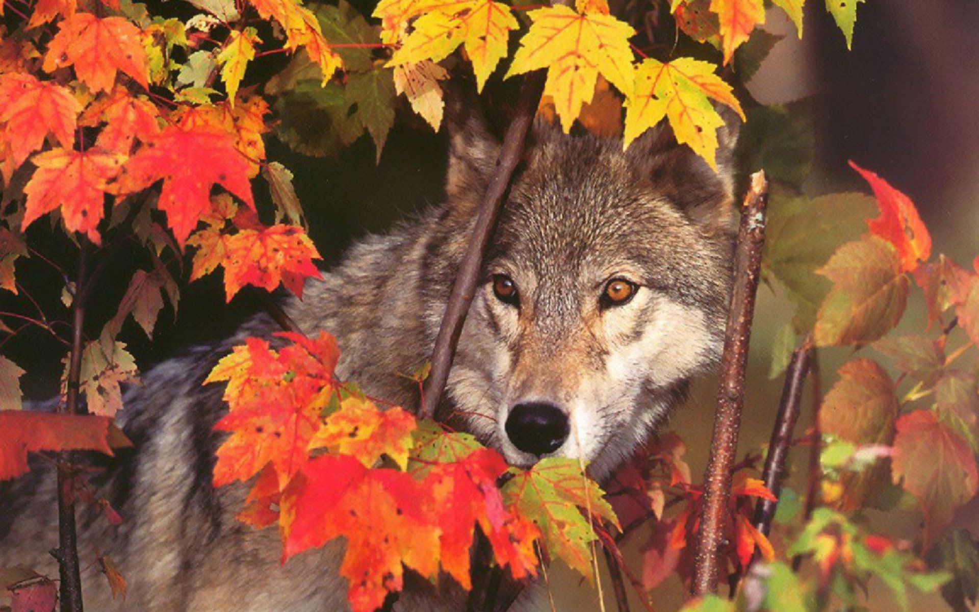 Autumn Wolf Wallpaper Free Autumn Wolf Background