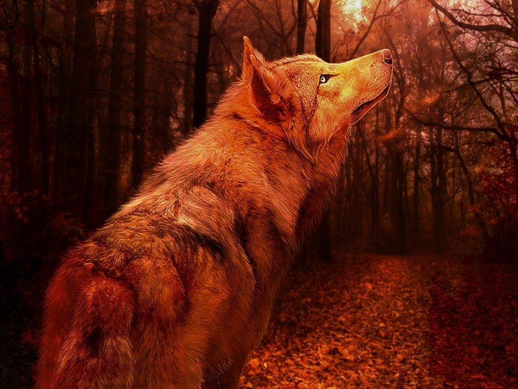 Wolves Autumn Wallpaper