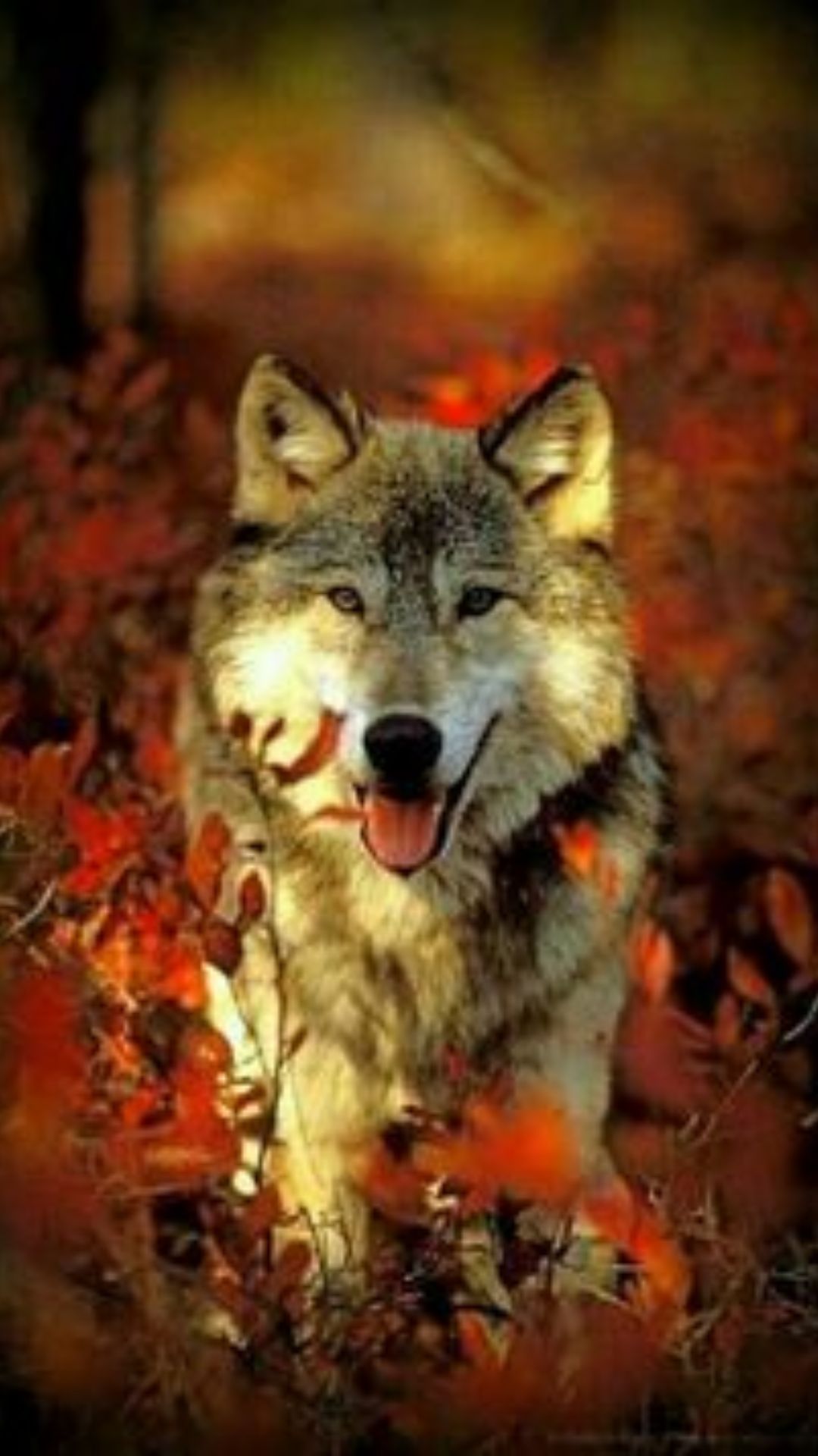 Wolf Wallpaper Wolf Background, Image & Photo