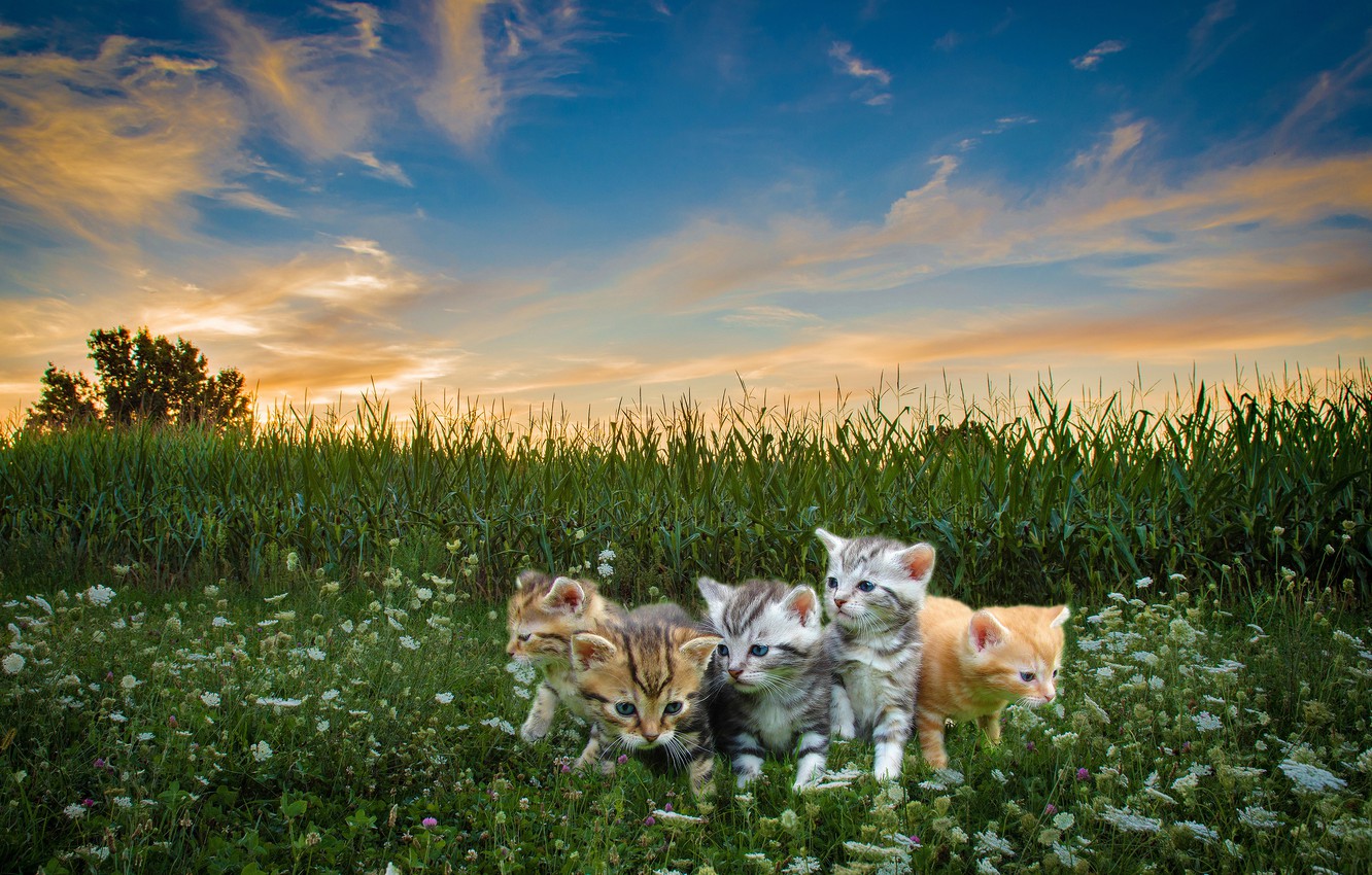 Wallpaper field, summer, grass, clouds, cats, sunset, flowers, nature, blue, kitty, collage, photohop, the evening, meadow, red, kittens image for desktop, section кошки