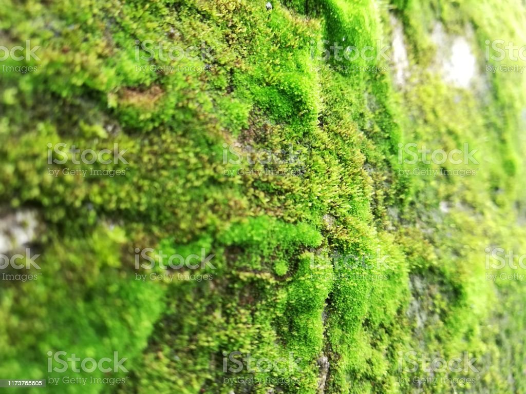 Chlorophyta Wallpapers Wallpaper Cave