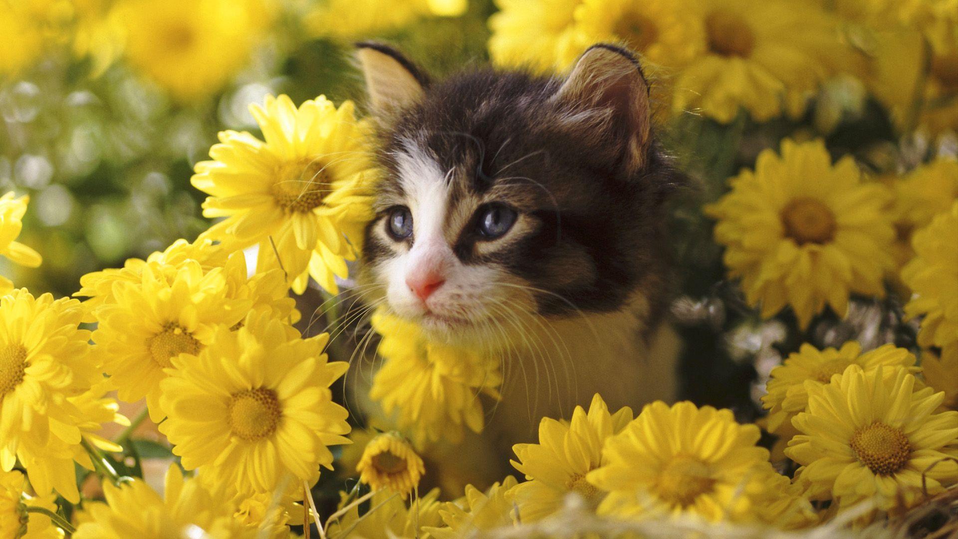 Cat With Flower Background Image and Wallpaper