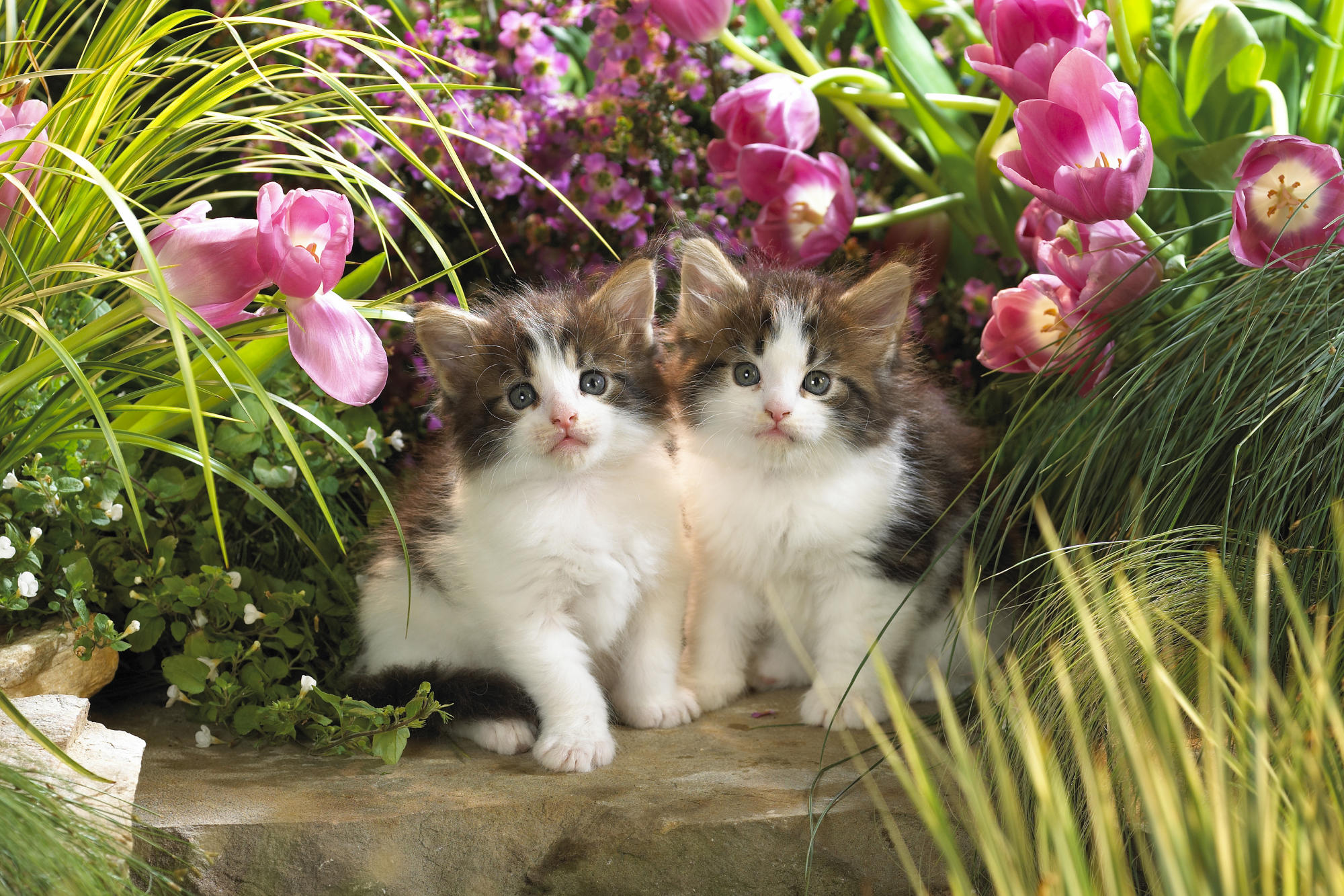 Spring Wallpaper with Cats