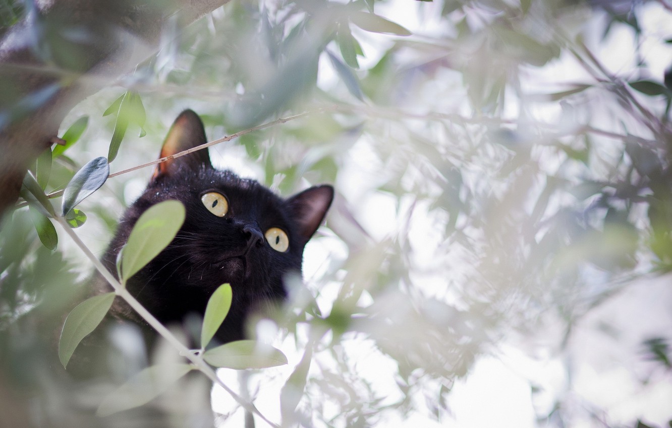 Wallpaper cat, cat, branches, tree, black, hunting image for desktop, section кошки