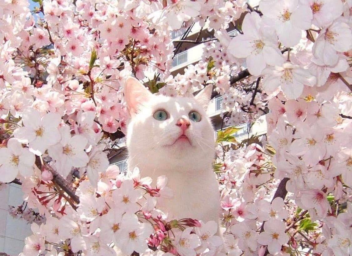 Cat + flowers = cuteness overload