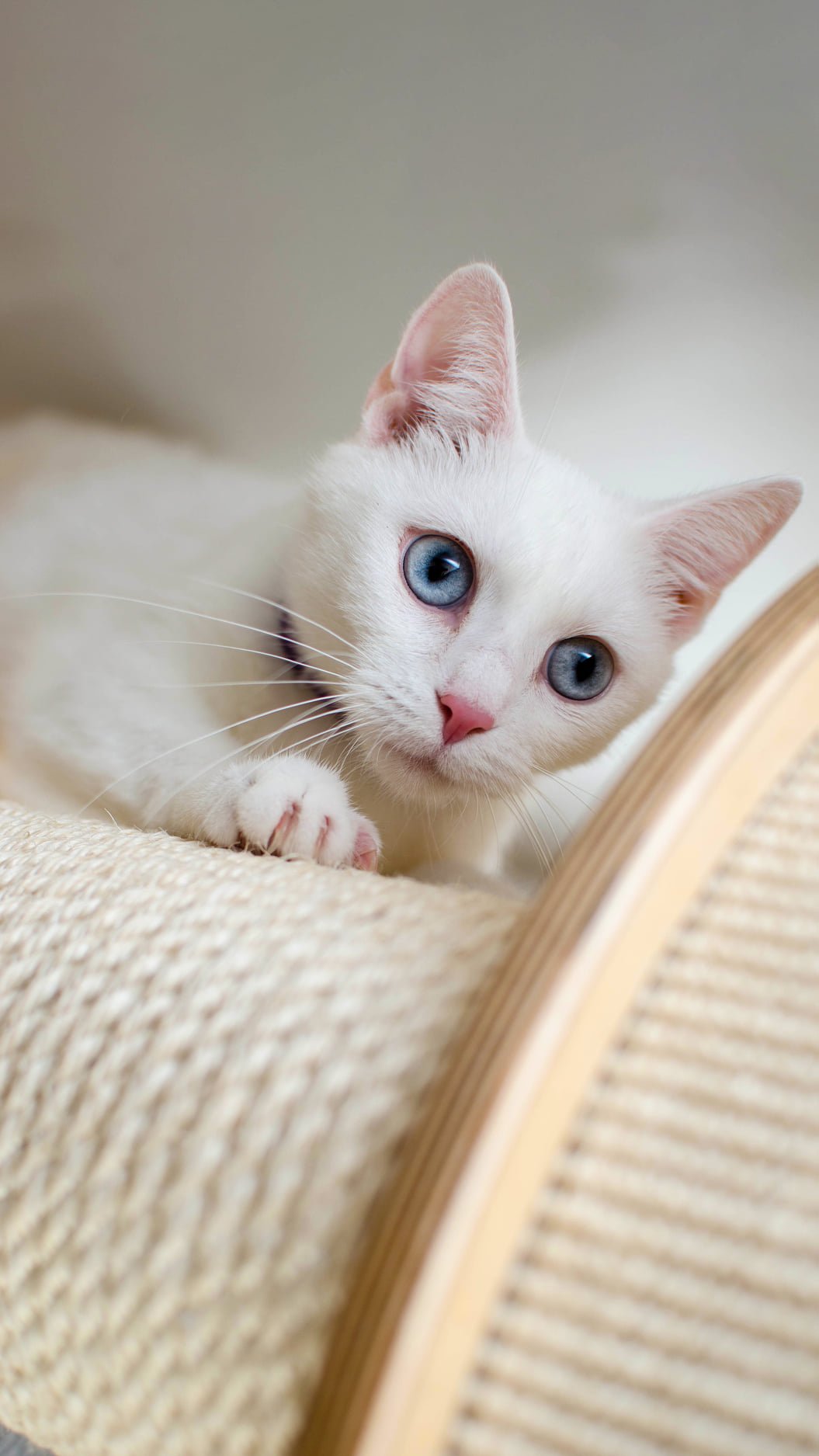 cute cat wallpaper 13 pro max Wallpaper, iPhone 12 Background, iPhone Wallpaper, iPhone background., WallpaperUpdate, Best iPhone Wallpaper and iPhone background