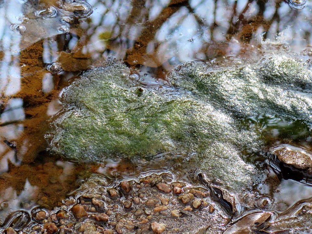 Green algae (Phylum Chlorophyta). Elmer W. Oliver Nature Pa