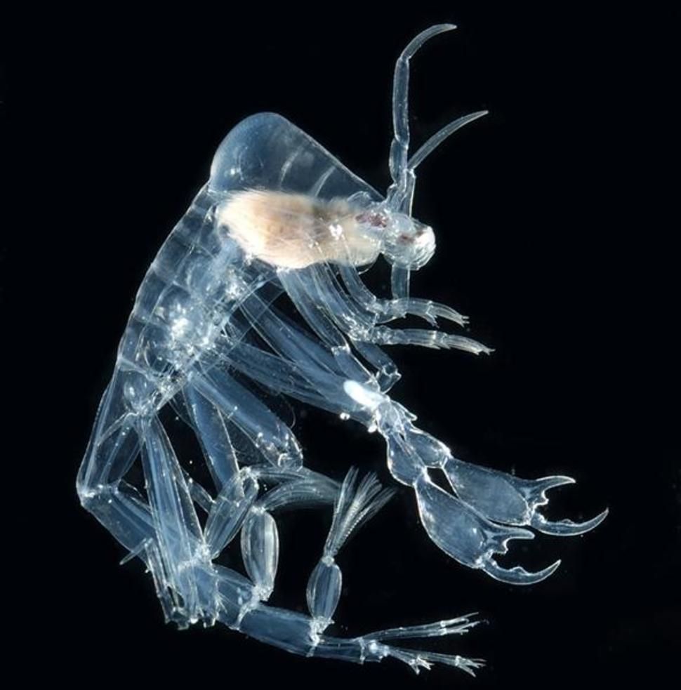 Especies transparentes que nos dejan al descubierto de qué están hechas. Deep sea creatures, Transparent fish, Deep sea
