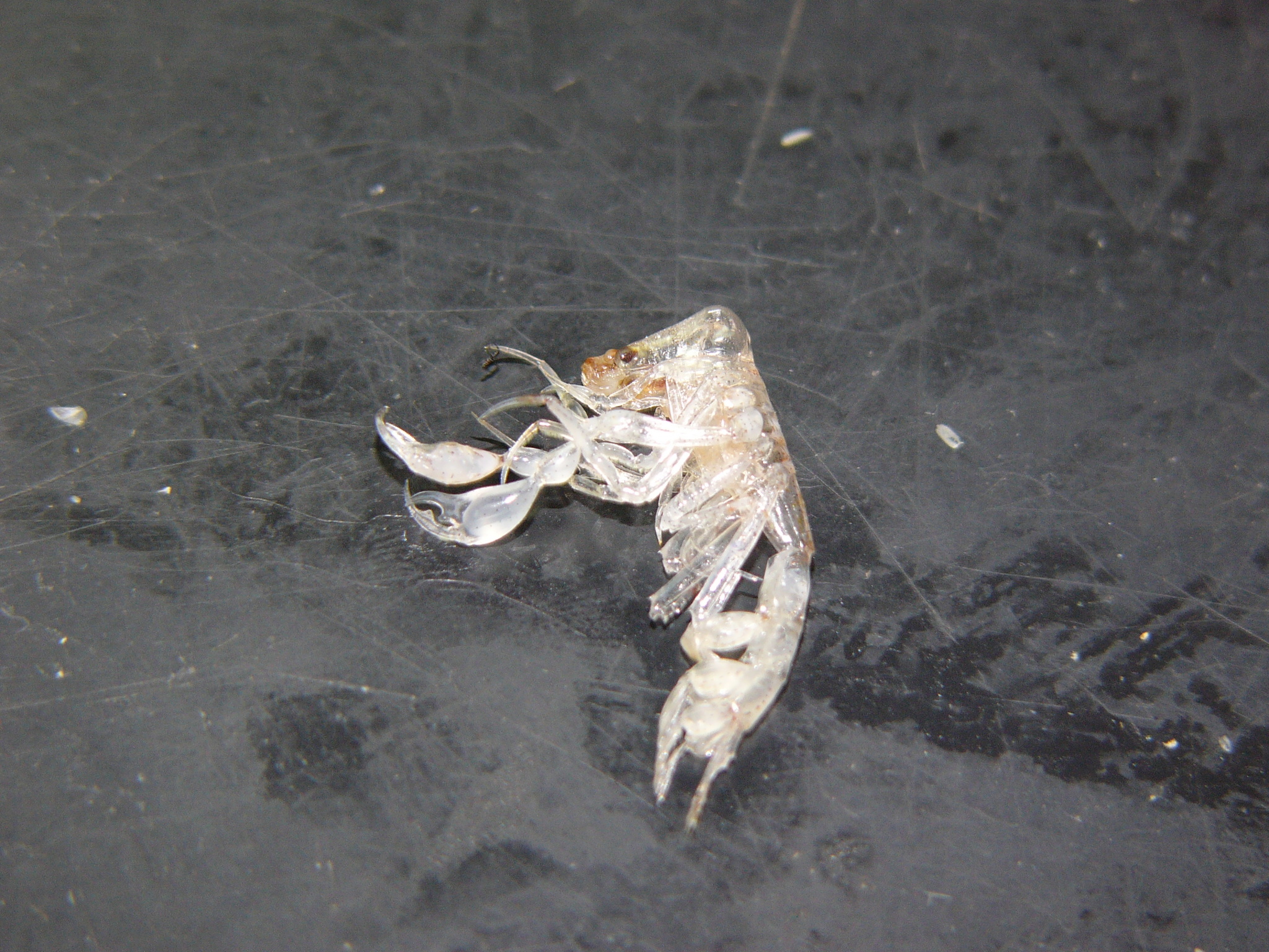 Photos of Parasitic Hyperiid Amphipod (Phronima sedentaria) · iNaturalist