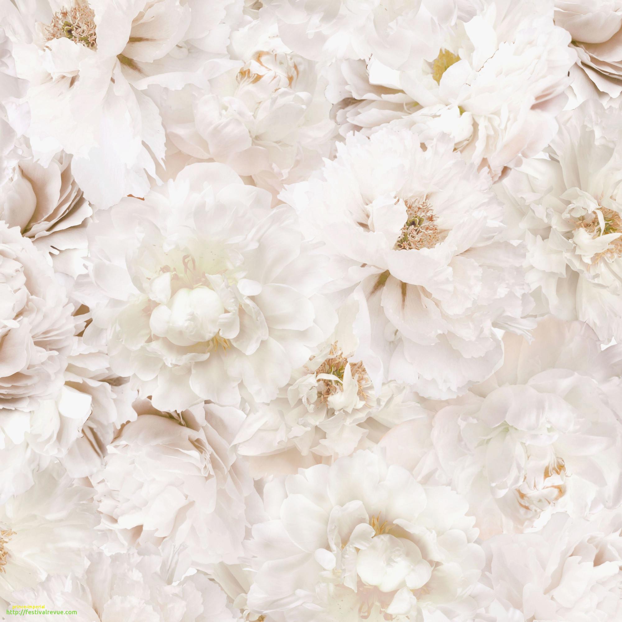 Elegant White Flower Wallpaper