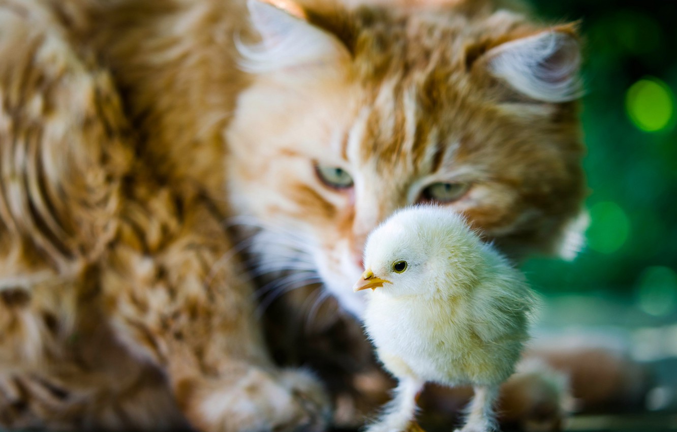 Wallpaper cat, cat, the situation, chick, chicken image for desktop, section животные