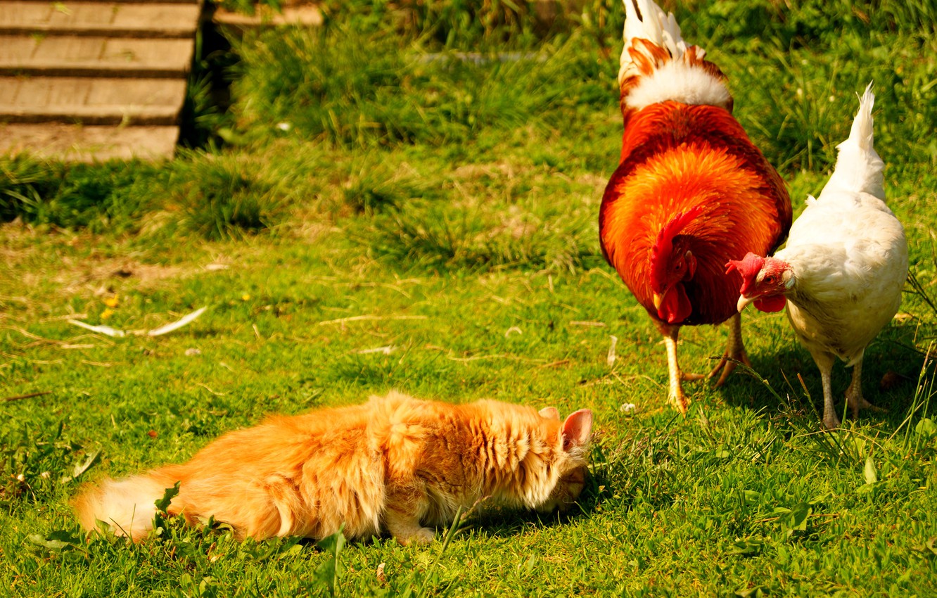 Wallpaper cat, summer, grass, cat, chicken, village, yard, cock image for desktop, section животные