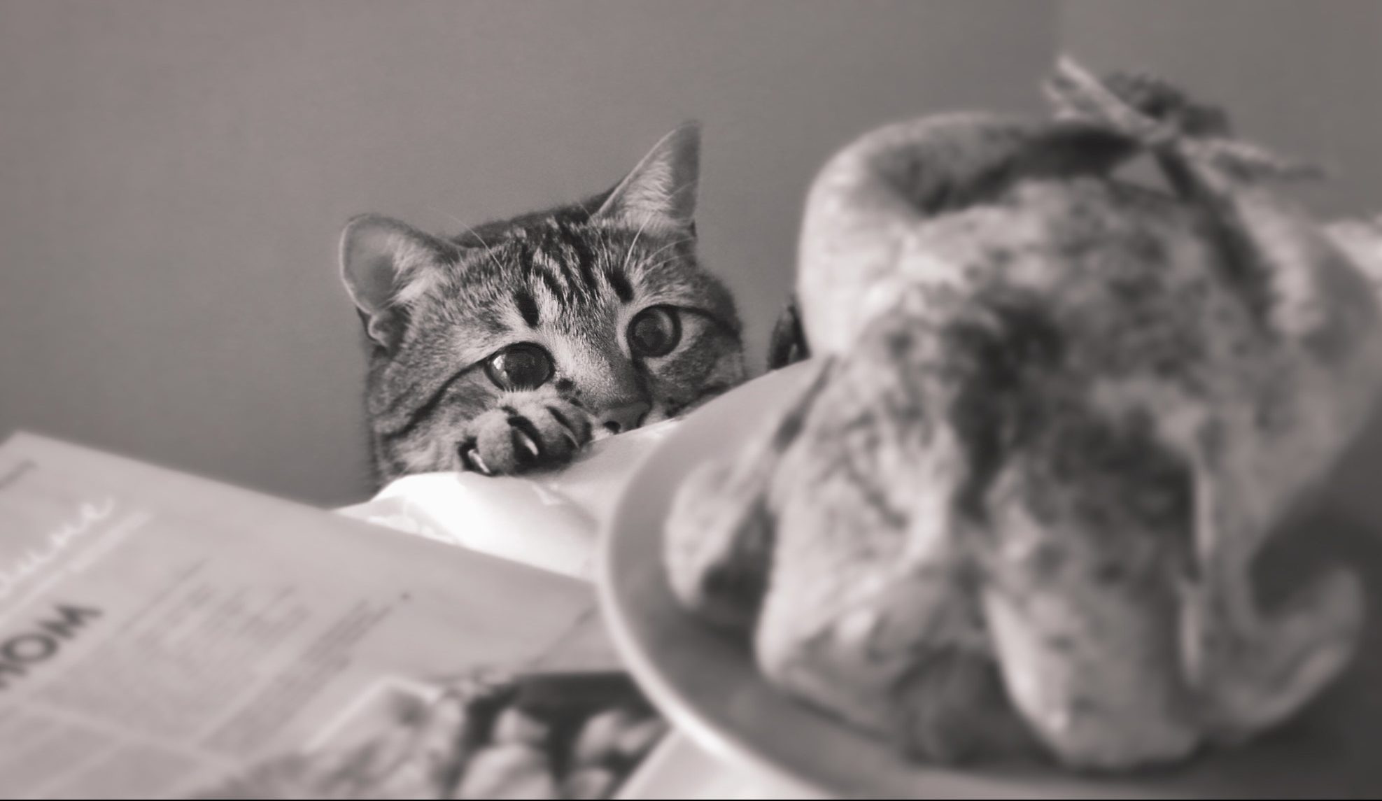 What Should You Do if Your Cat Ate A Chicken Bone?