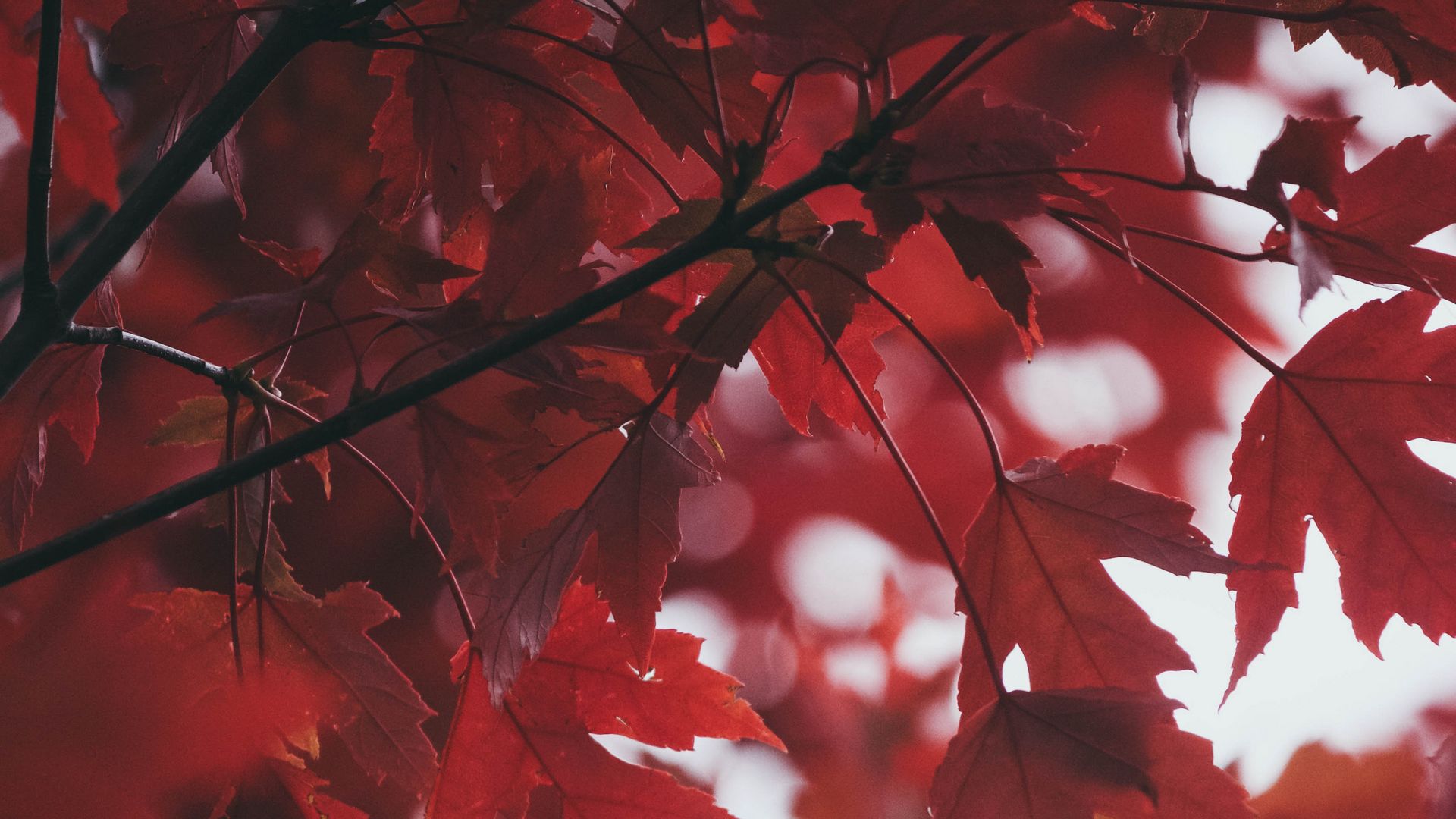 Download wallpaper 1920x1080 leaves, autumn, red, blur full hd, hdtv, fhd, 1080p HD background