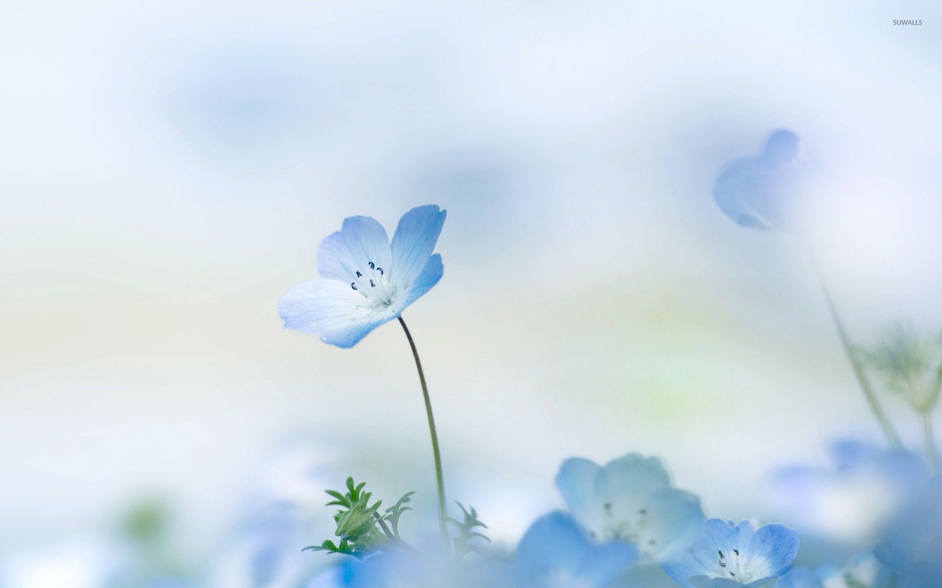 Blue and White Flower Wallpaper Free Blue and White Flower Background