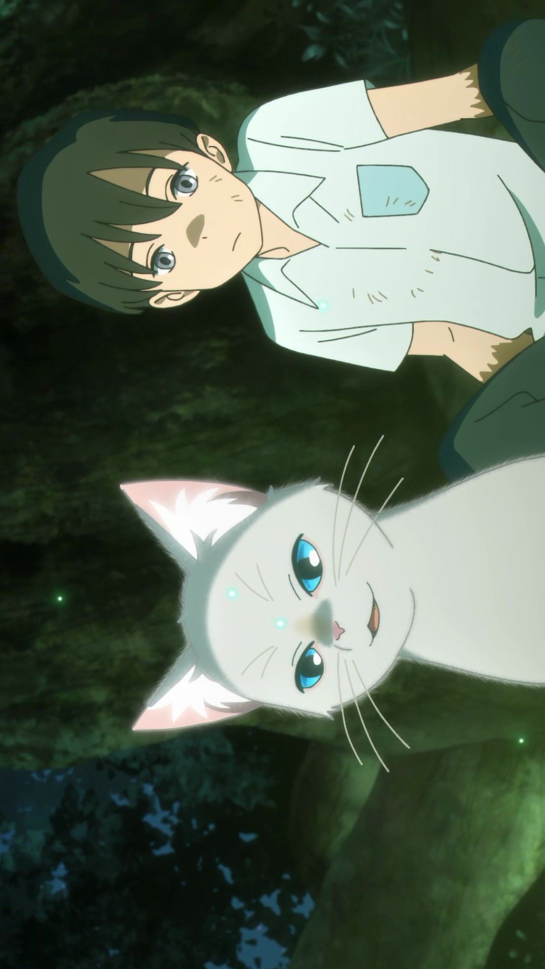 A Whisker Away Cat iPhone Wallpapers Wallpaper Cave