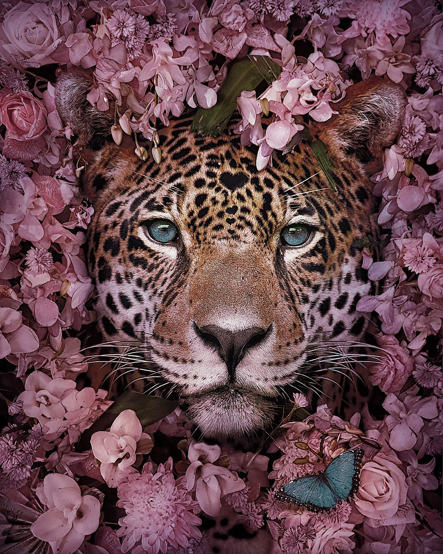 Stunning Animal Portraits By Andreas Häggkvist To Raise Awareness For Endangered Species. Pet portraits, Animals artwork, Endangered species art