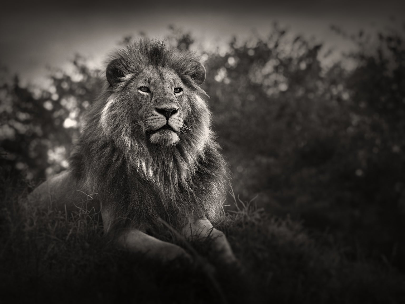 See Stunning Collection of Portraits of Africa's Most Endangered Wildlife