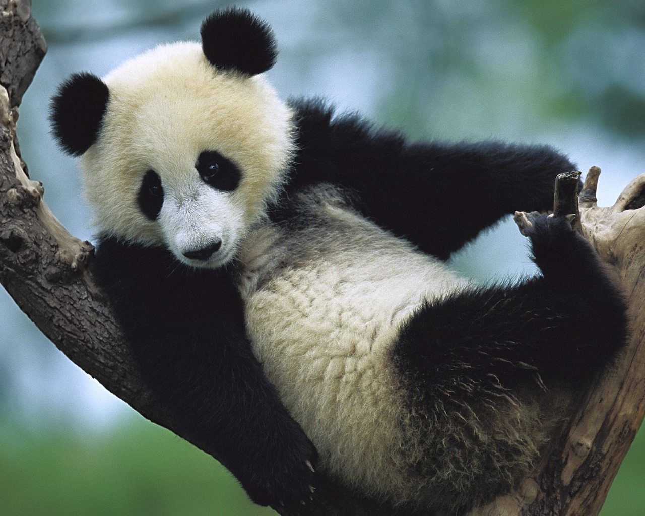 Free download Amazing Giant Panda Endangered Species Giant Pandas Facts Photo [1600x1200] for your Desktop, Mobile & Tablet. Explore Baby Panda Wallpaper. Panda Bear Wallpaper, Panda HD Wallpaper, Cute