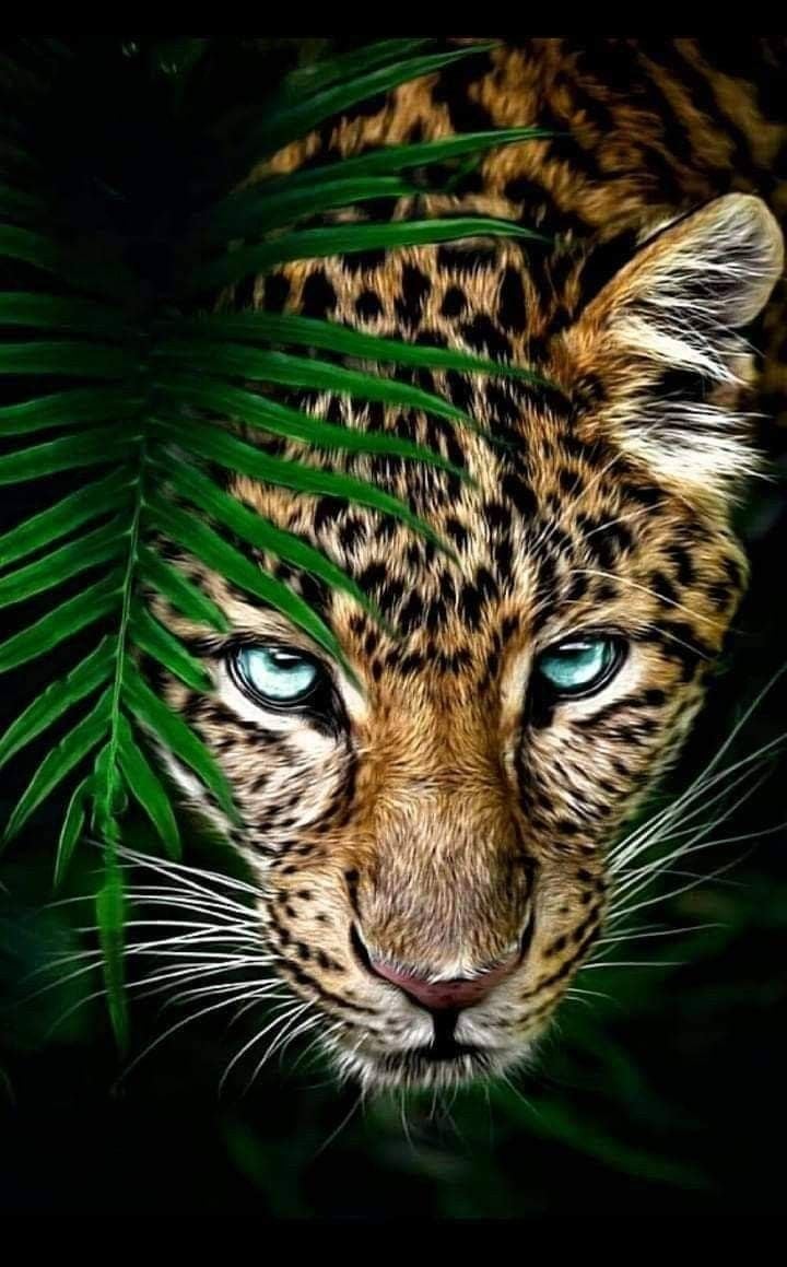 Animales. Jaguar animal, Wild animal wallpaper, Animals wild
