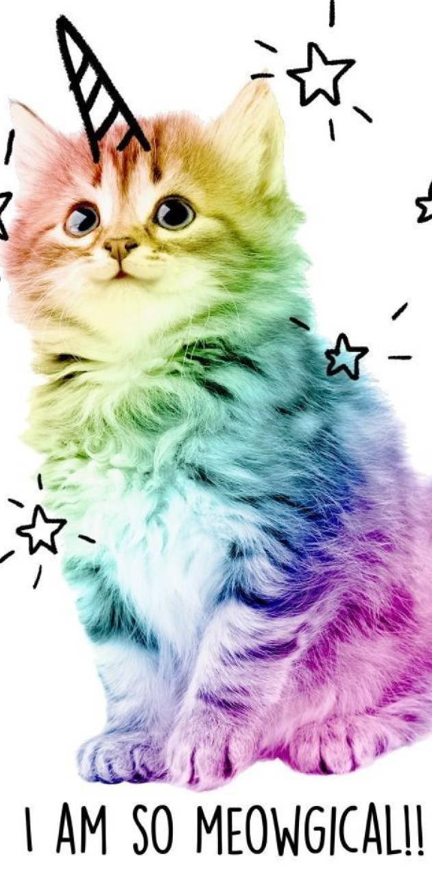 Colorful cat wallpaper