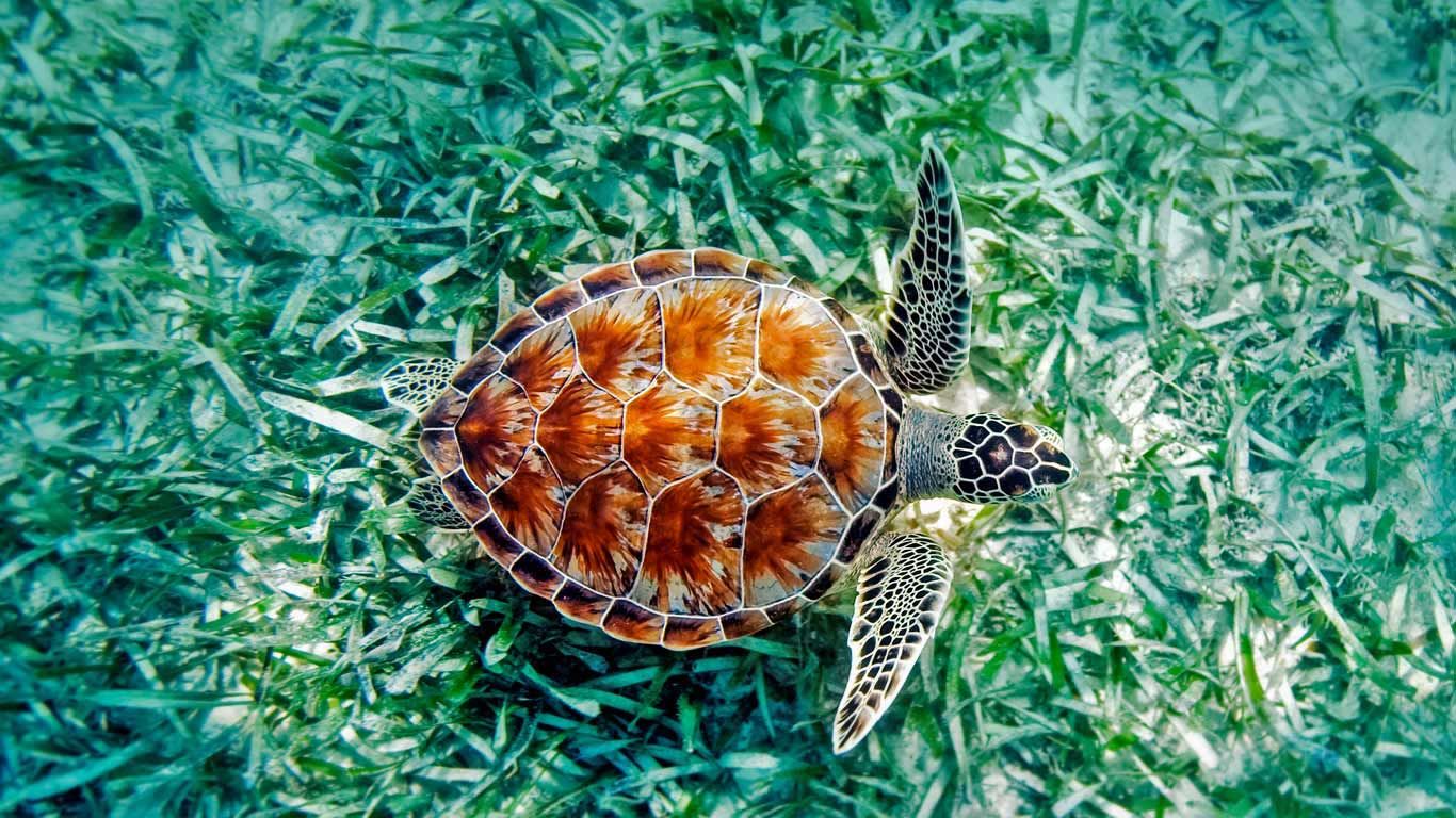 Green Sea Turtle (Chelonia Mydas) In Hawaii (© Monica & Michael Sweet Aurora Photo). Turtle, Animal Wallpaper, Green Sea Turtle