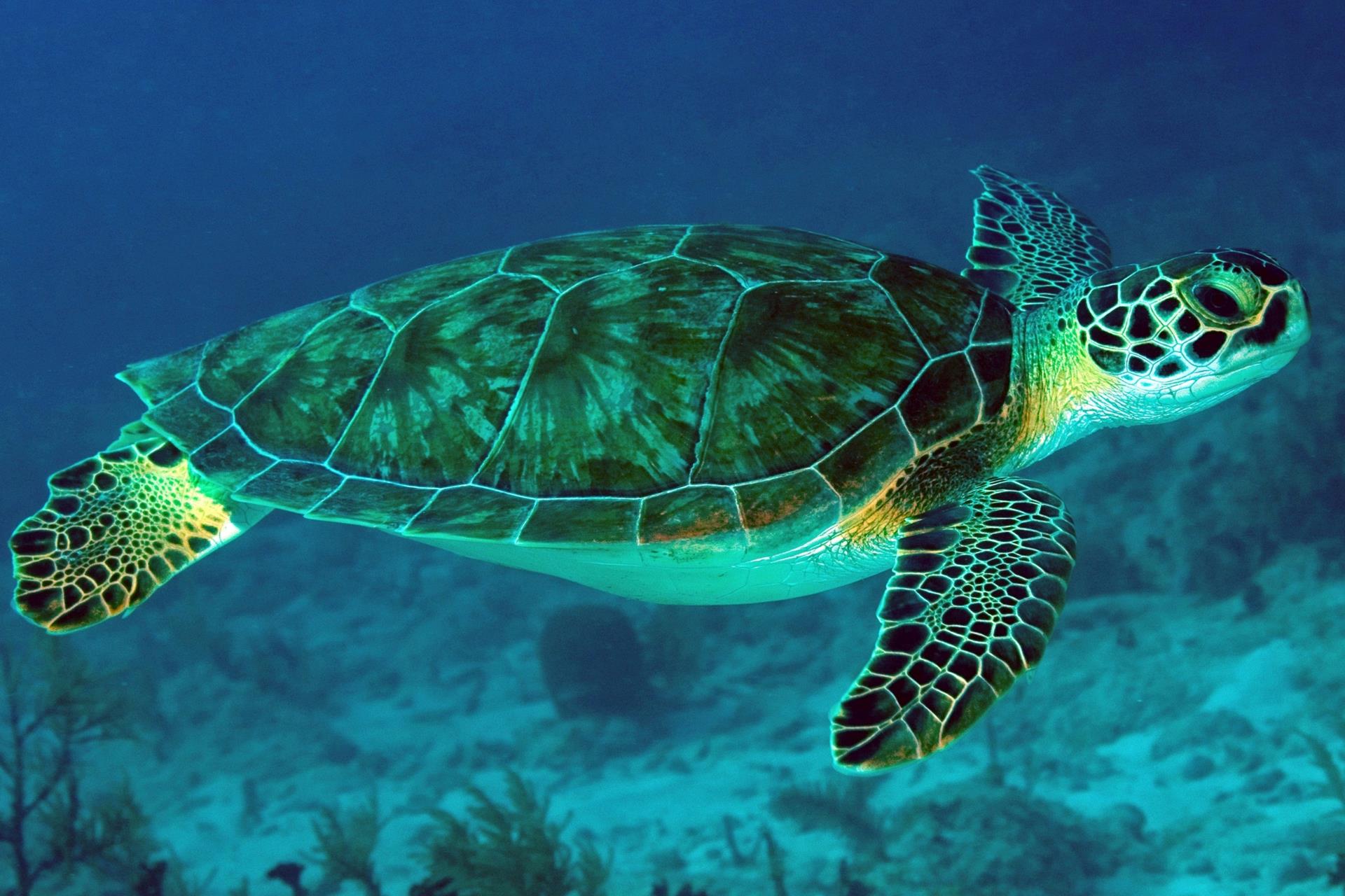 Green Turtle Wallpapers - Wallpaper Cave