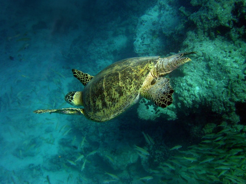 Green Turtle Facts & Picture
