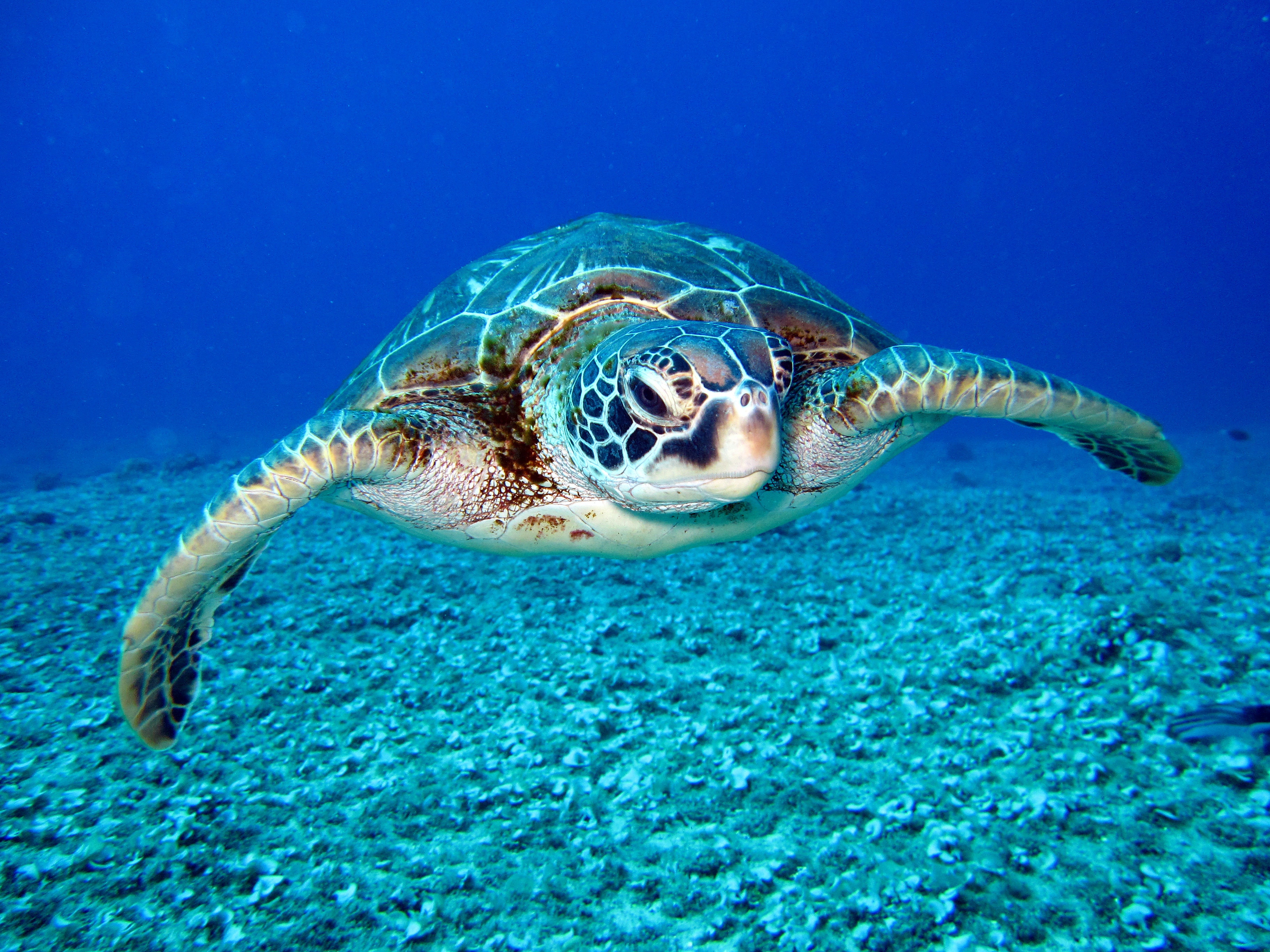 Best Free Sea Turtle & Image · 100% Royalty Free HD Downloads