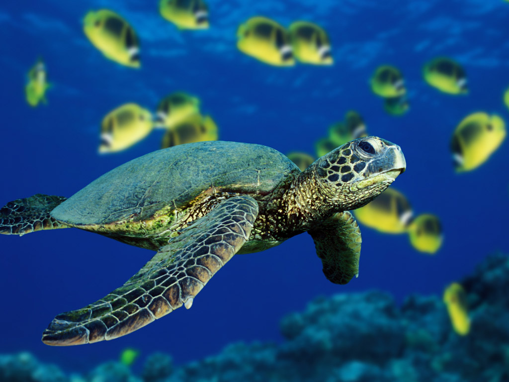 Green sea turtle 7 Vista & XP Picks Wallpaper