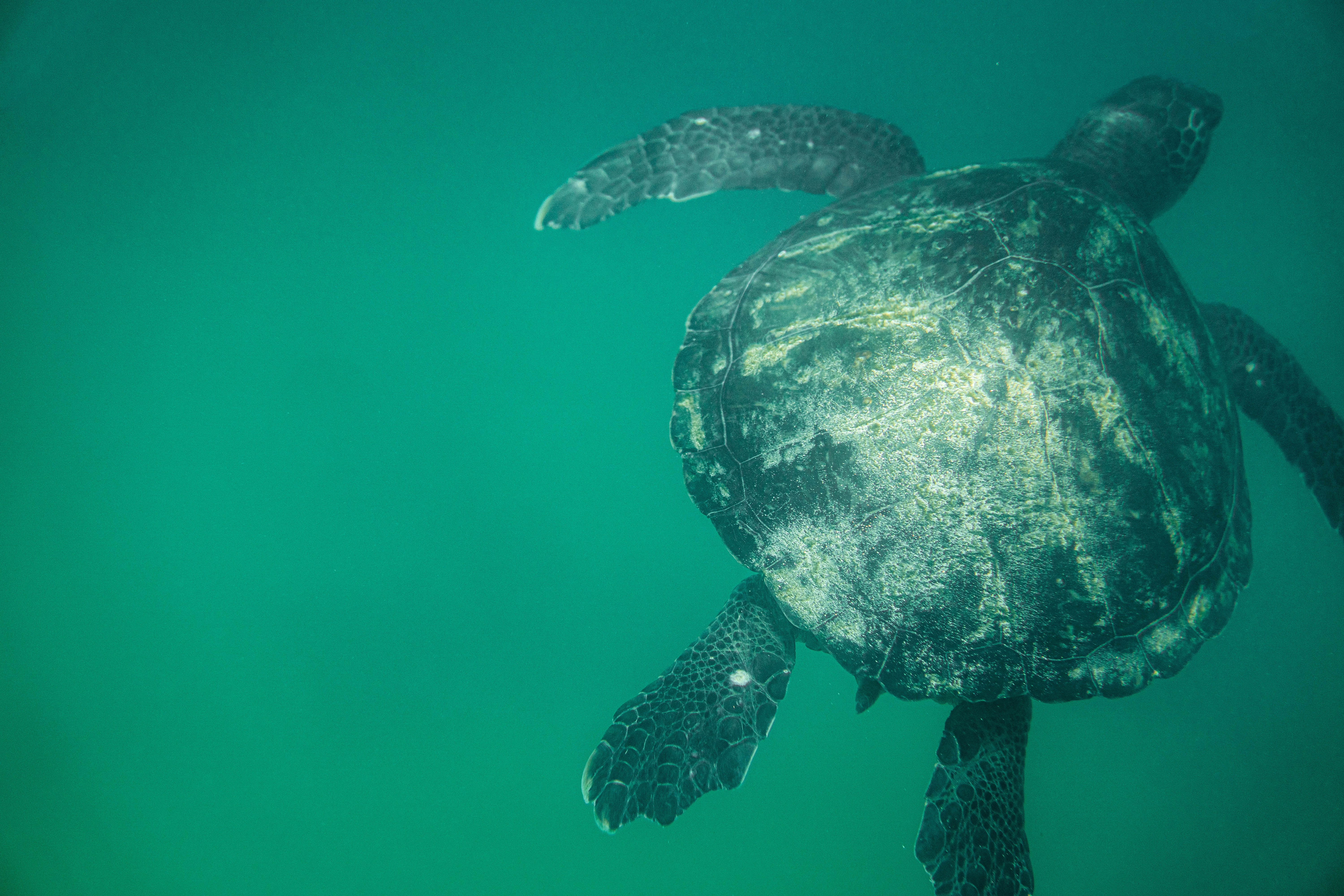 Best Free Green Sea Turtle & Image · 100% Royalty Free HD Downloads